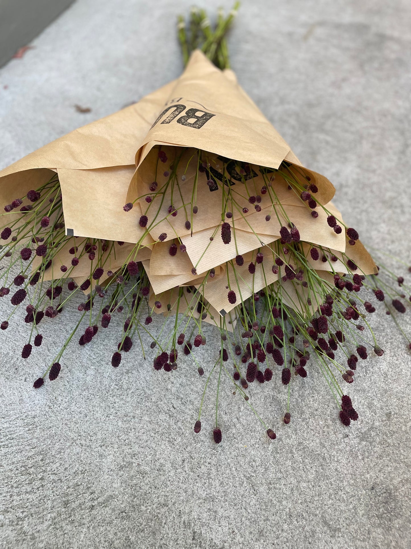 Blodtopp/Sanguisorba