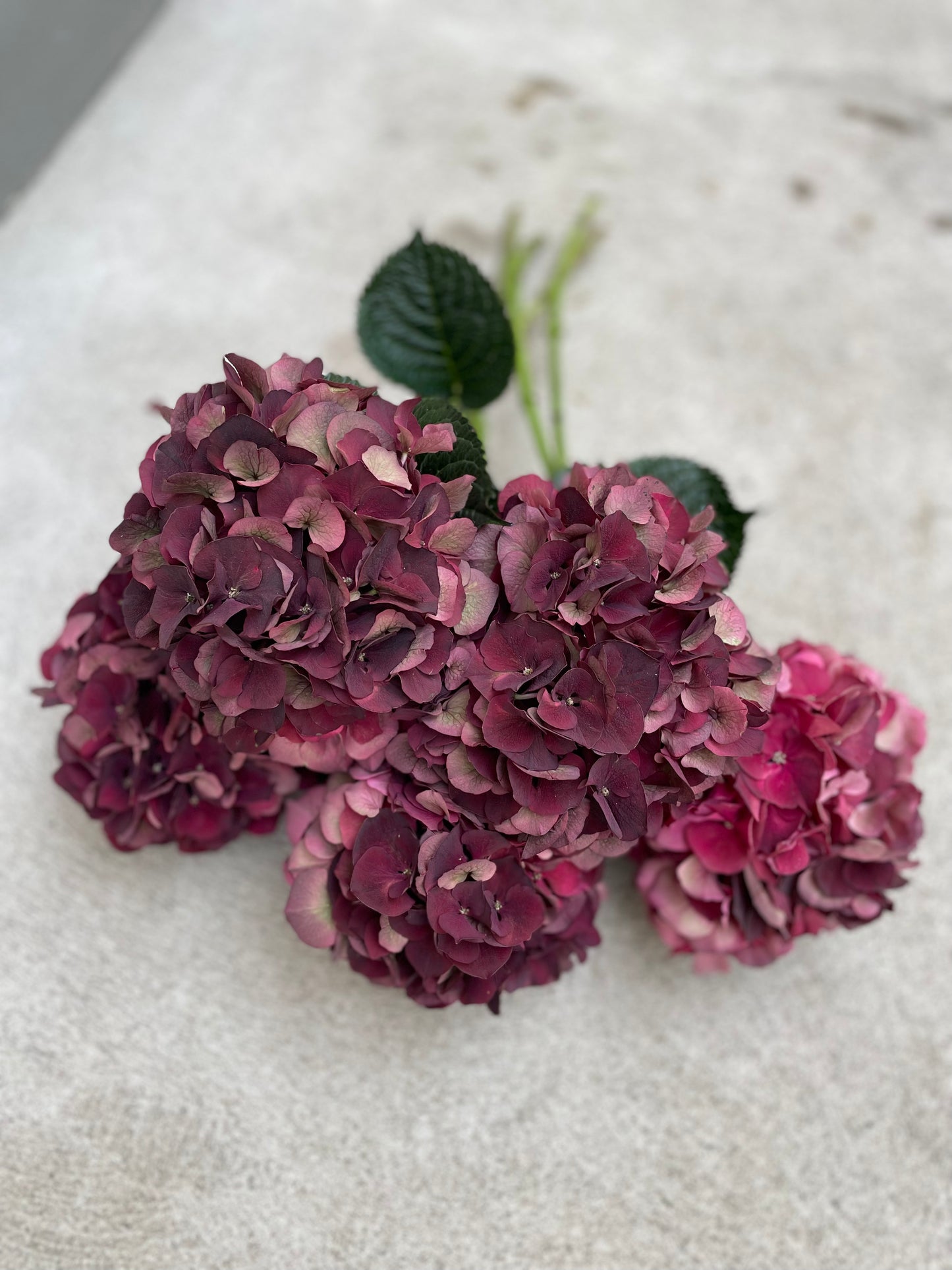 Hortensia vinröd