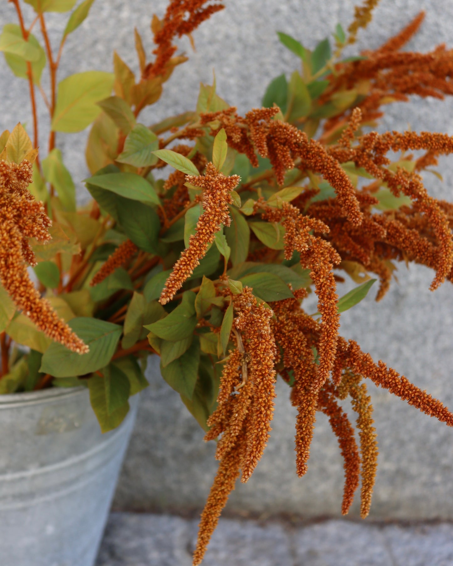 Amaranthus