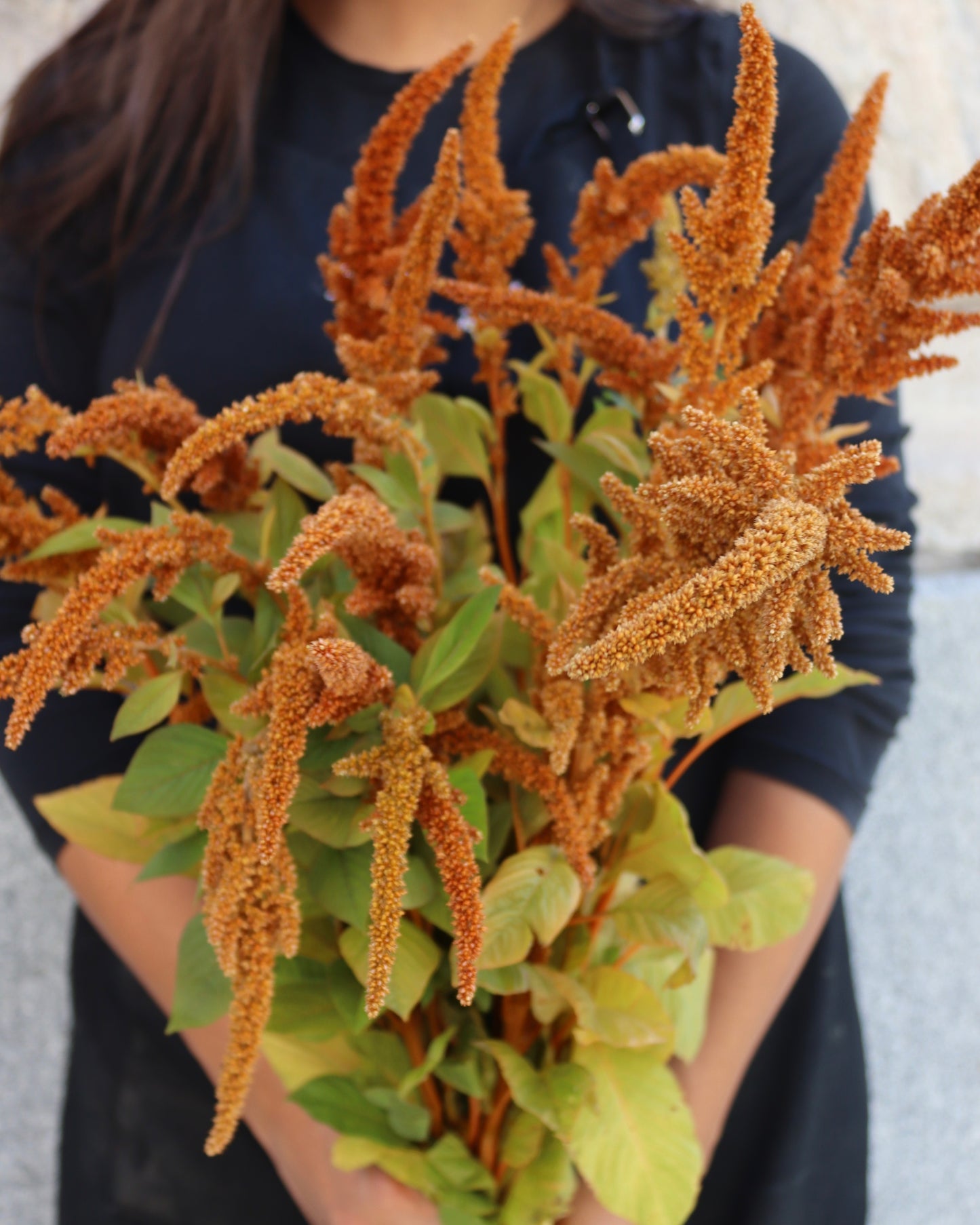 Amaranthus