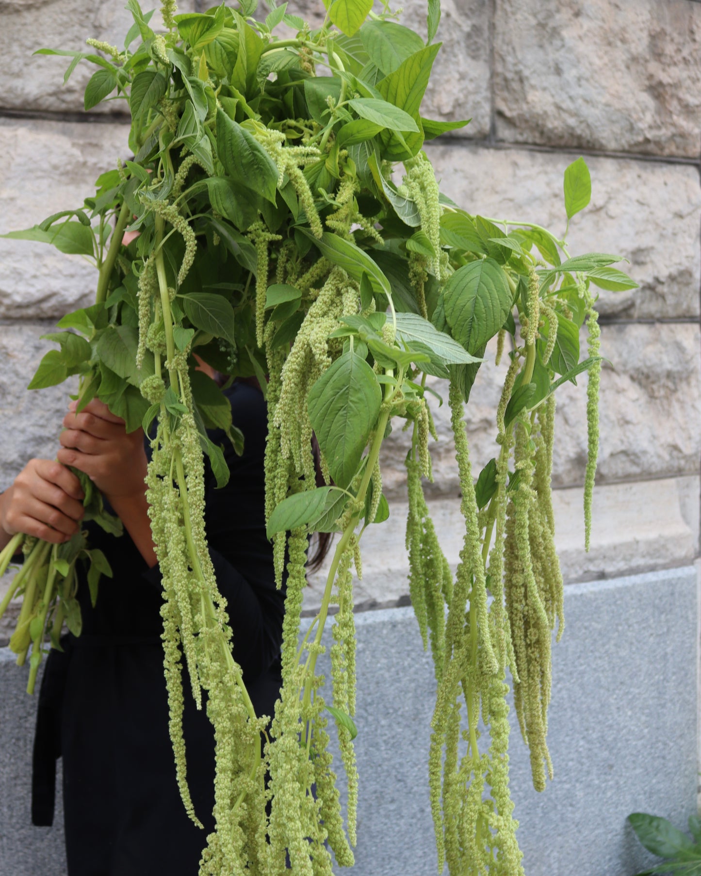 Amaranthus