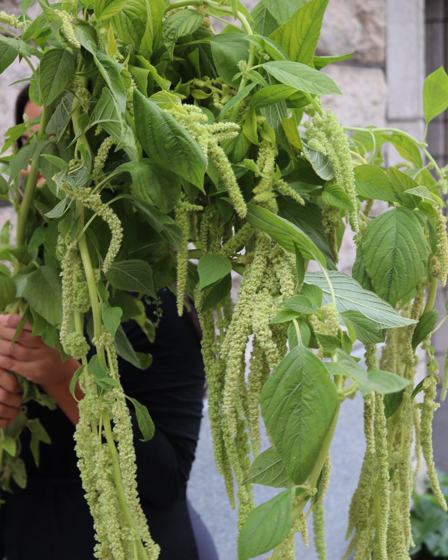 Amaranthus