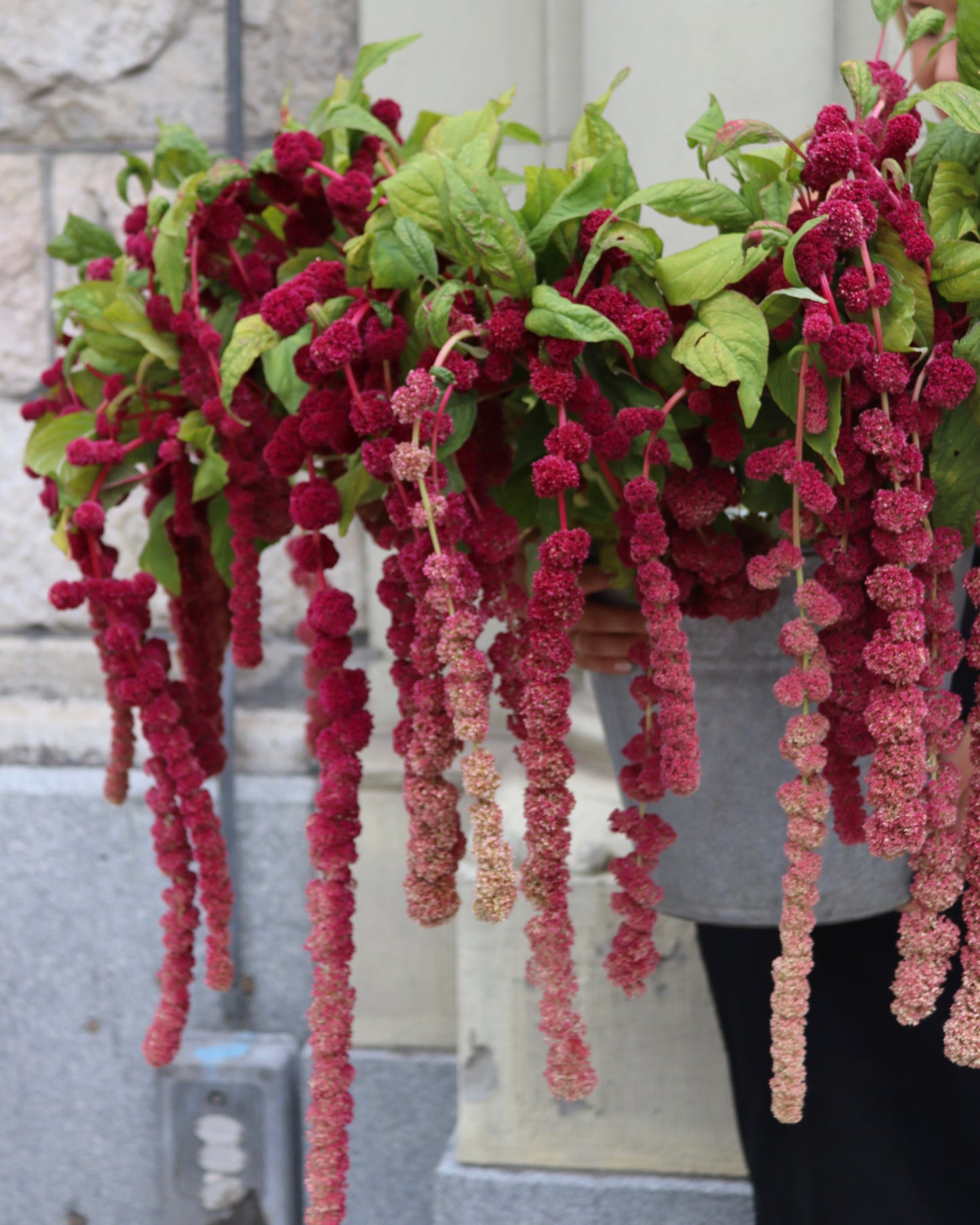 Amaranthus