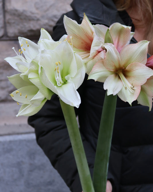 Amaryllis