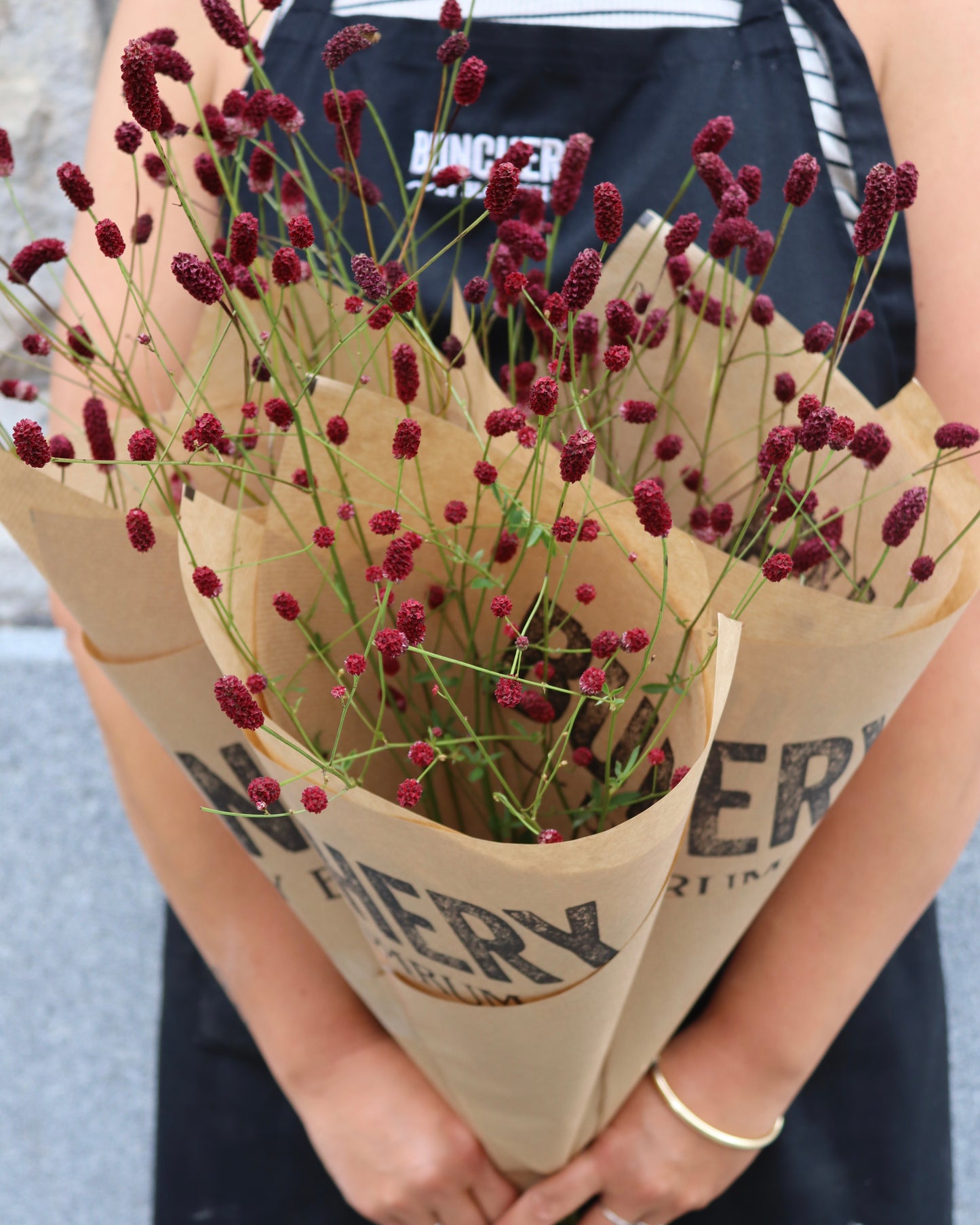Blodtopp - Sanguisorba