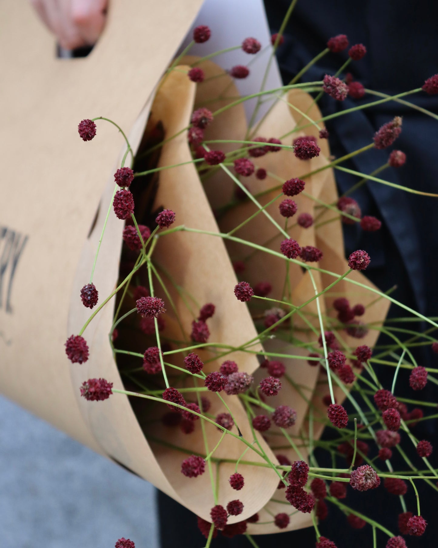 Blodtopp - Sanguisorba