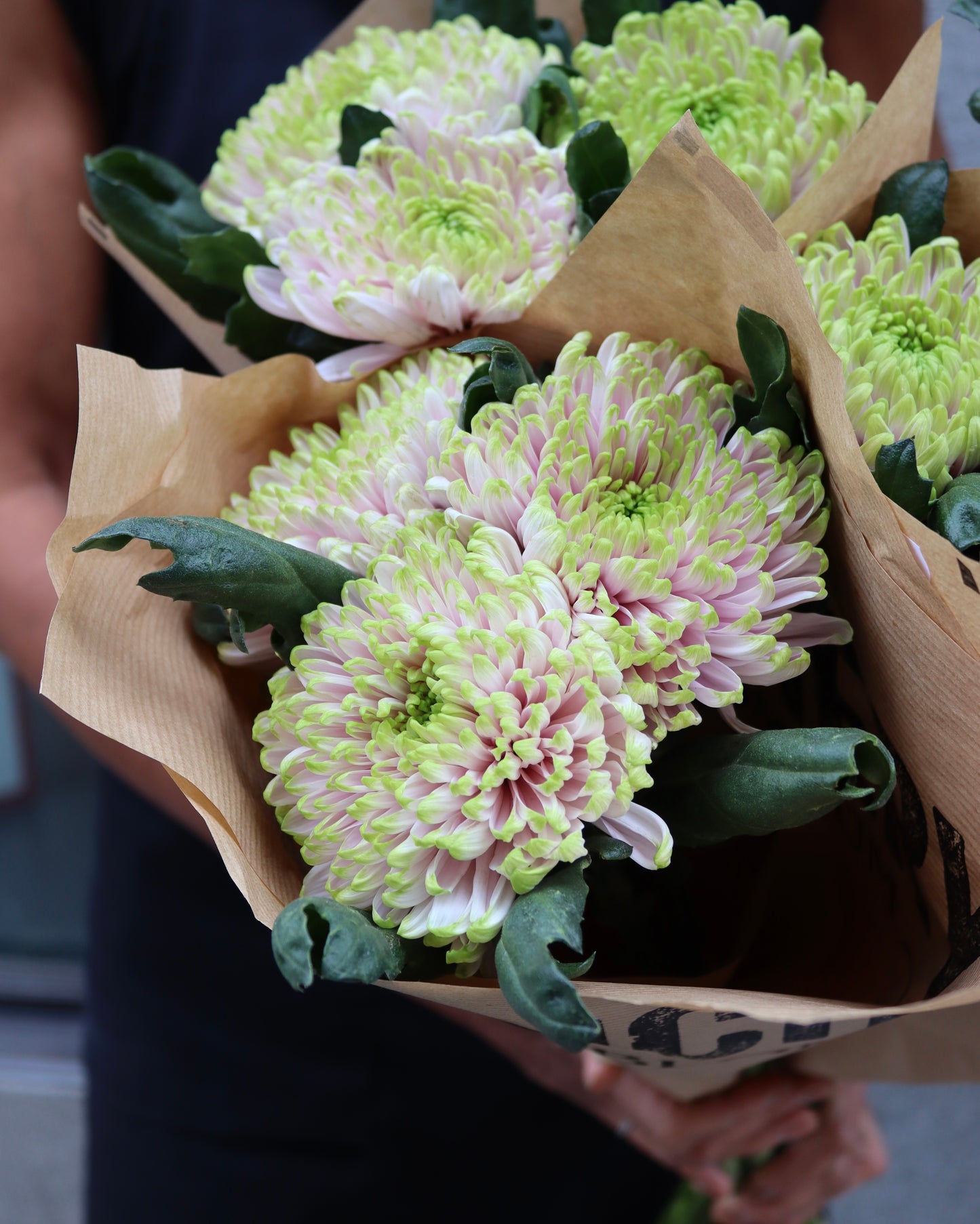 Bollkrysantemum