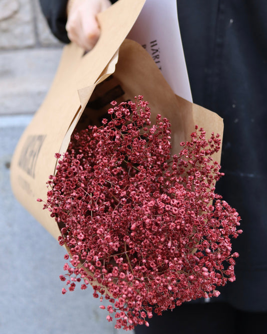 Brudslöja  - Gypsophila