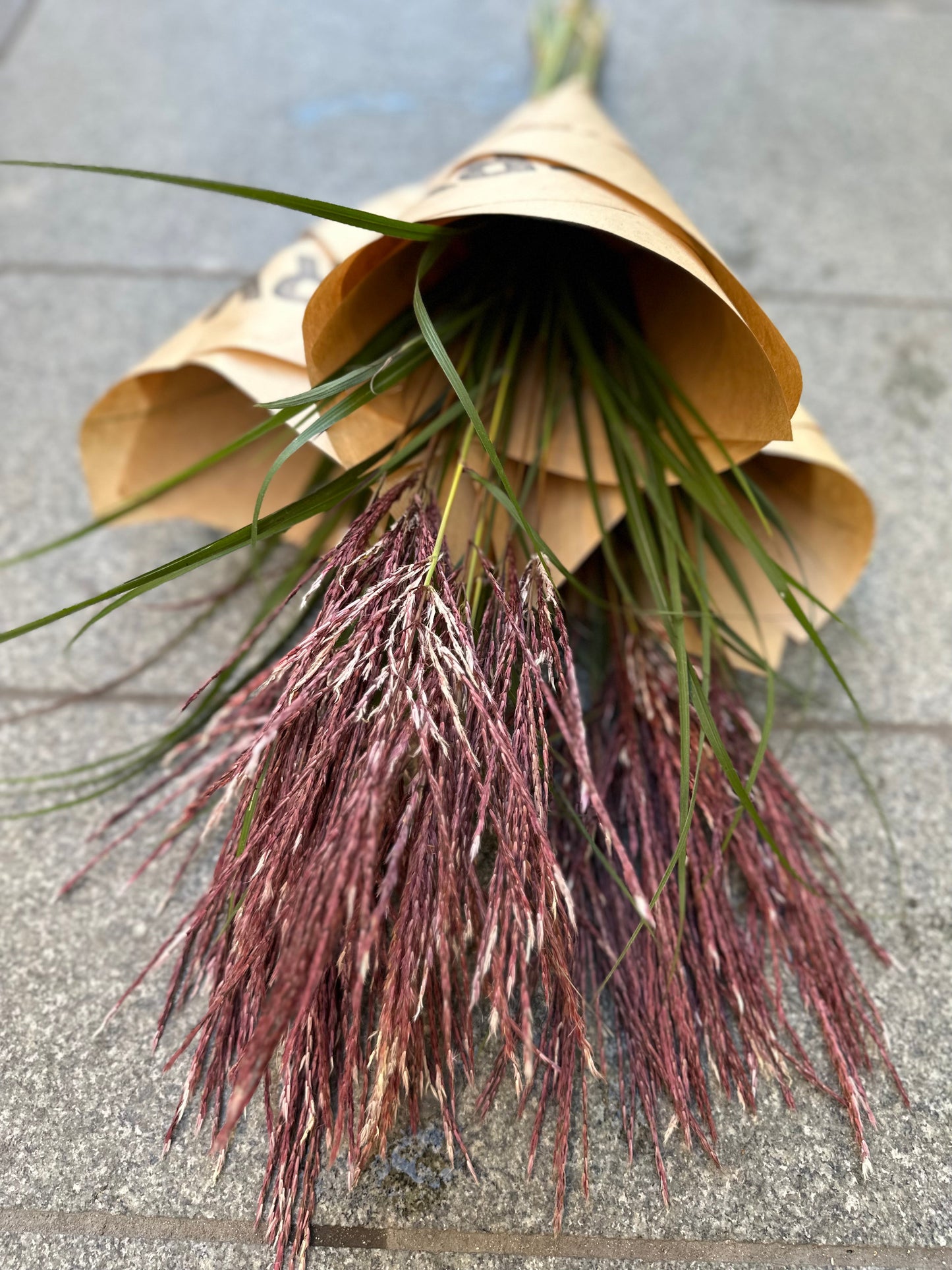 Miscanthus