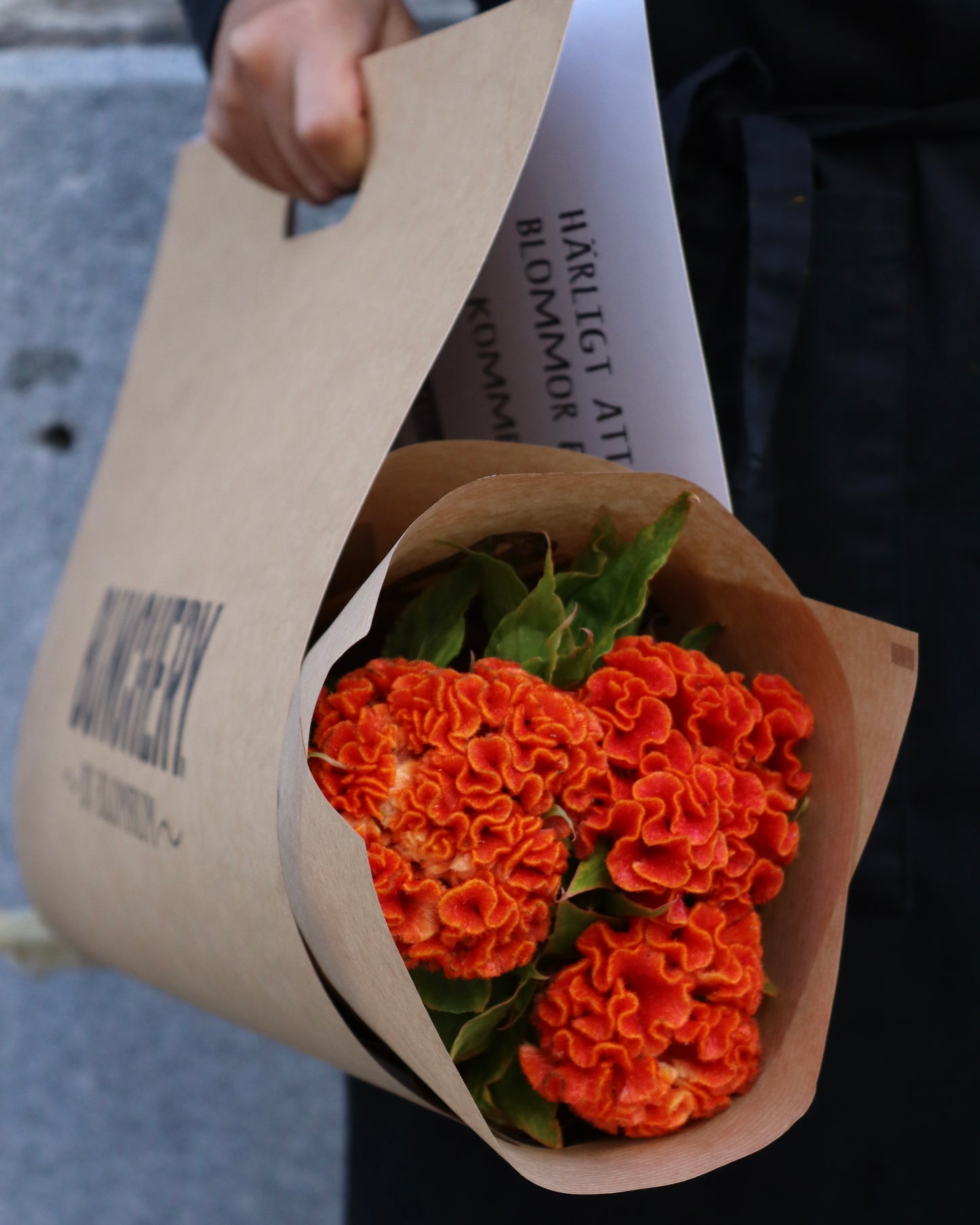 Celosia
