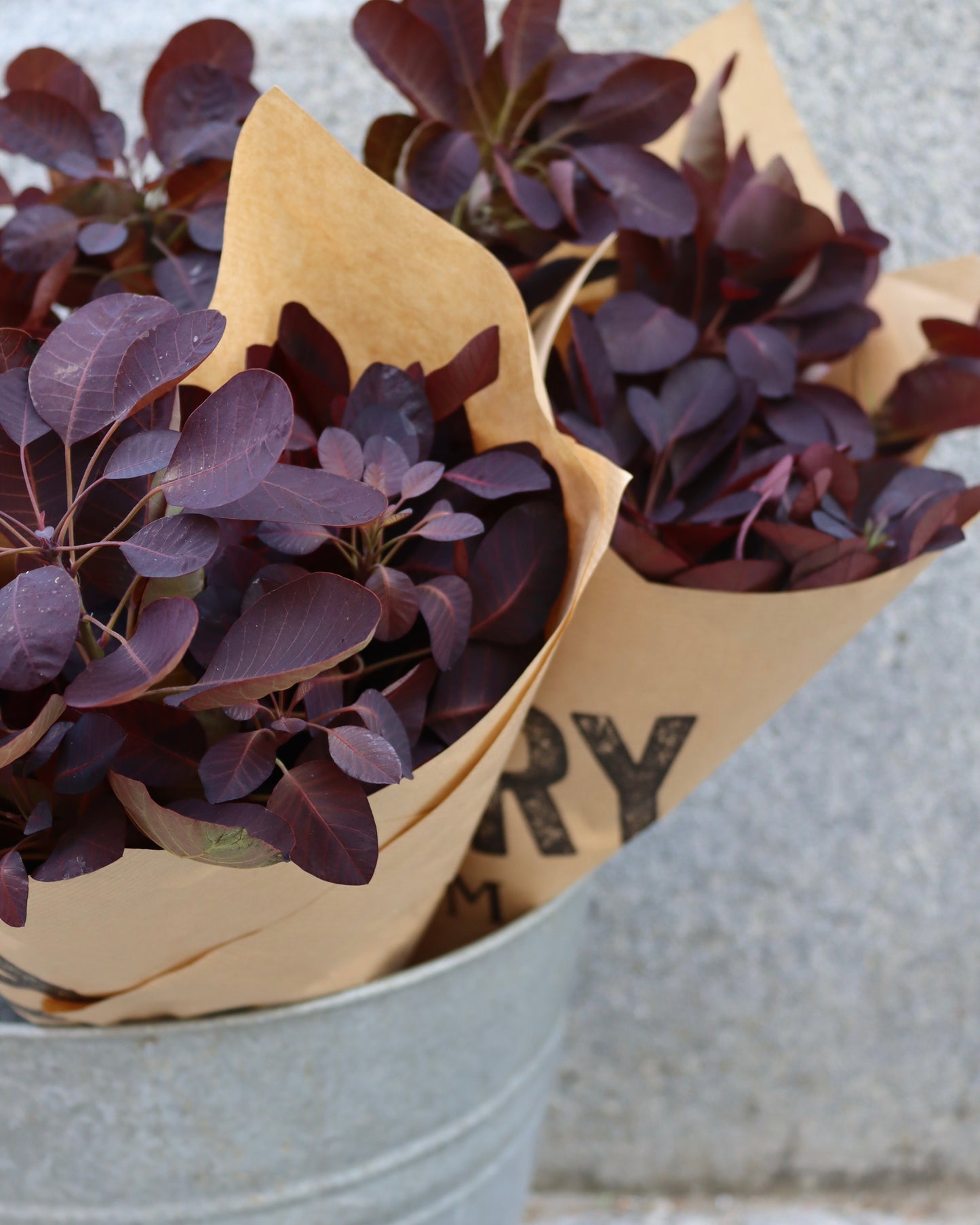 Perukbuske - Cotinus