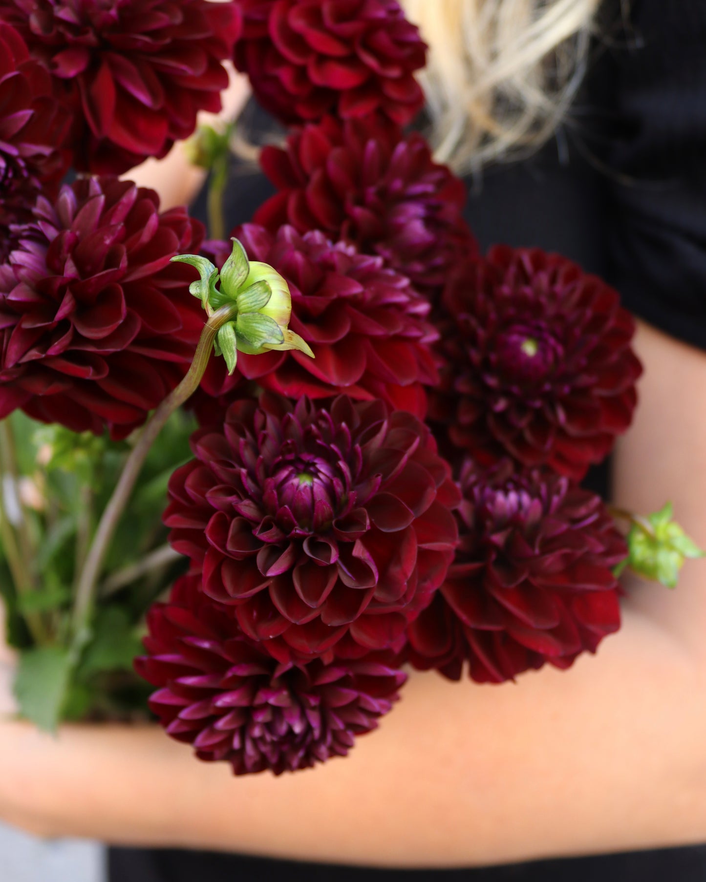 Dahlia