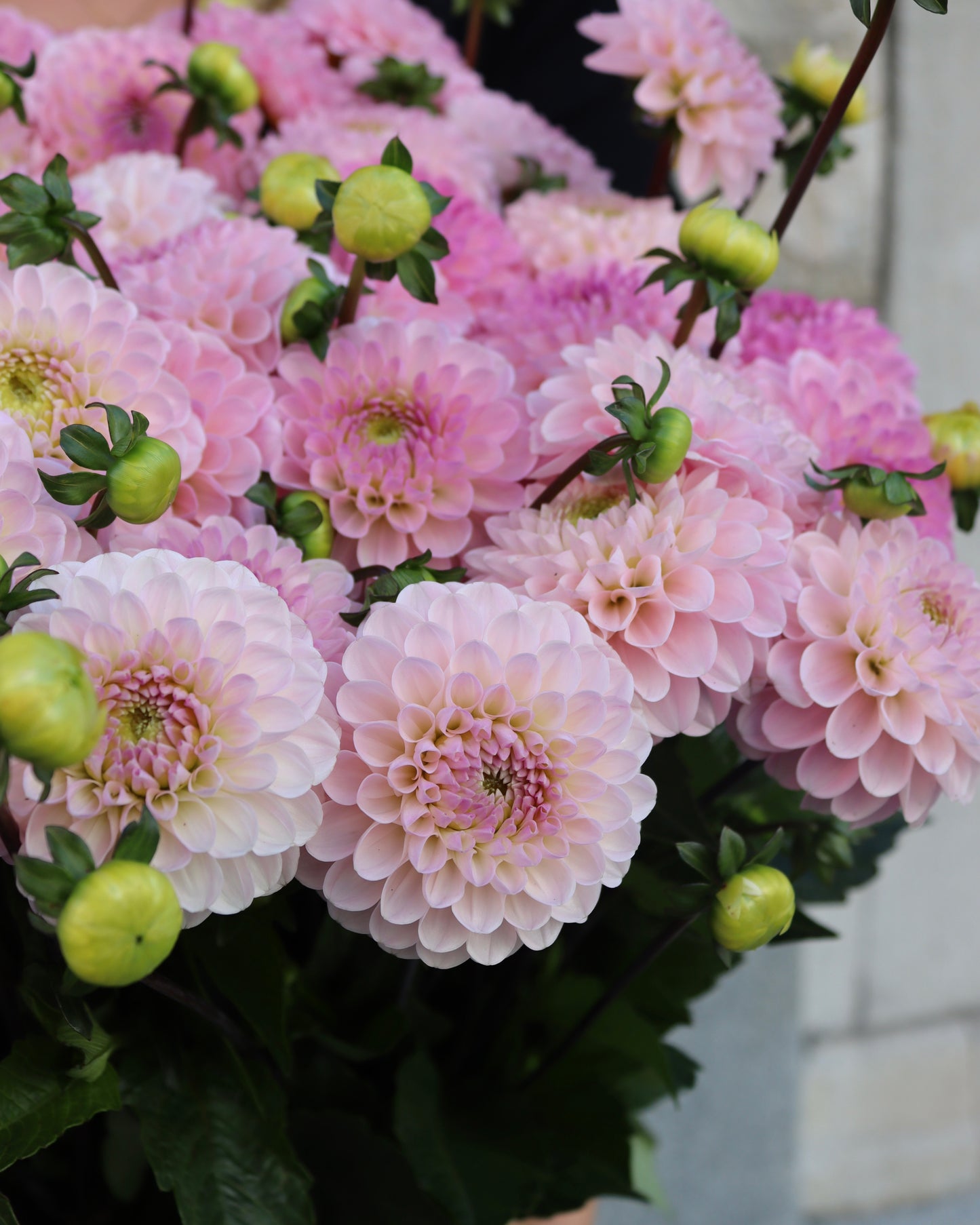 Dahlia