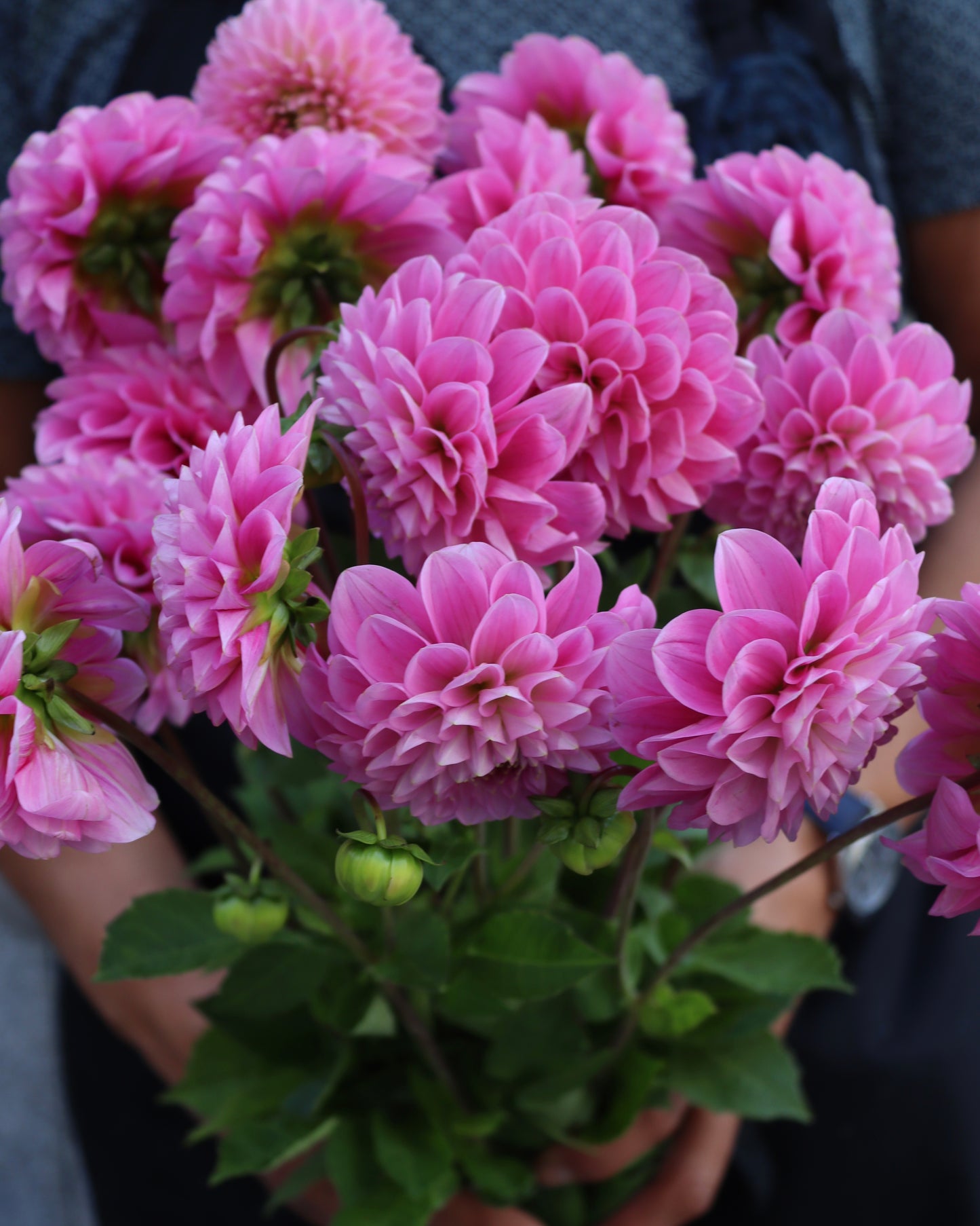 Dahlia