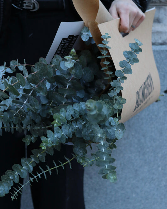 Eucalyptus - Baby Blue