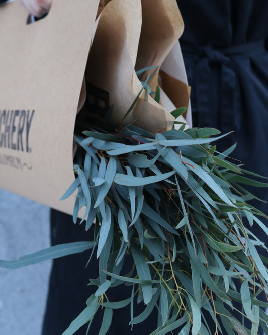 Eucalyptus - Nicholii