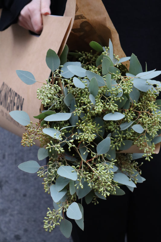 Eucalyptus - Populus