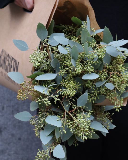 Eucalyptus - Populus