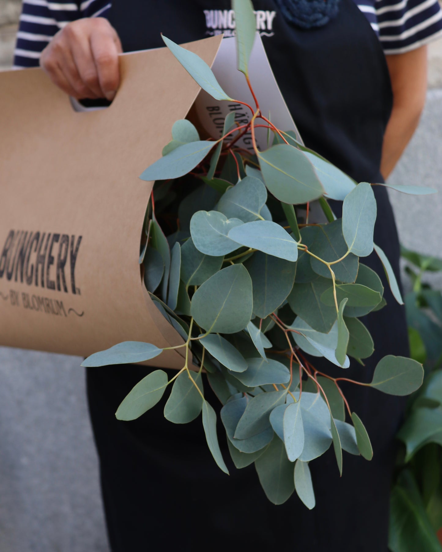 Eucalyptus - Populus