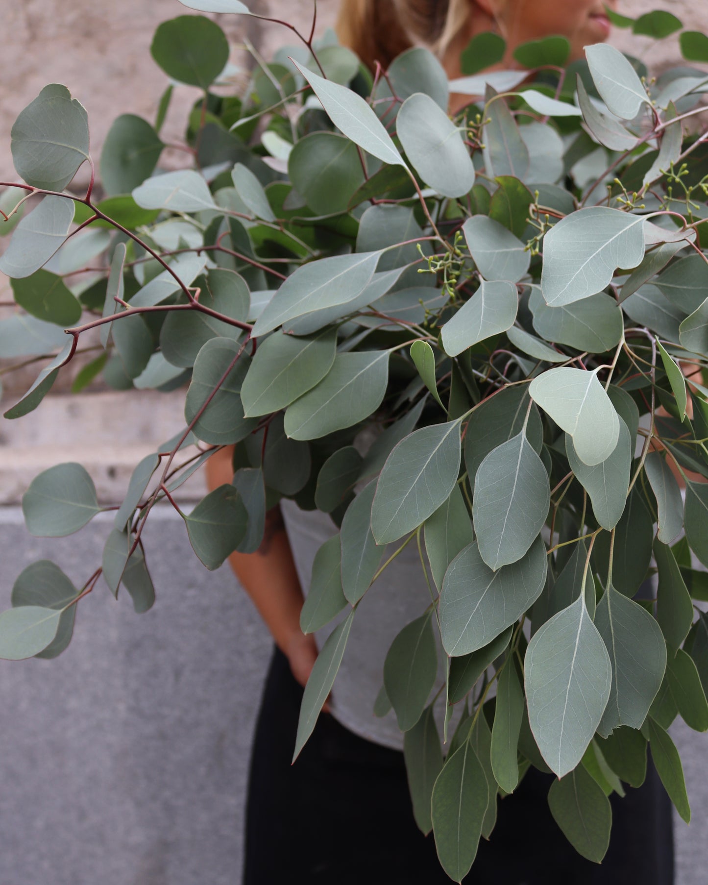 Eucalyptus - Populus