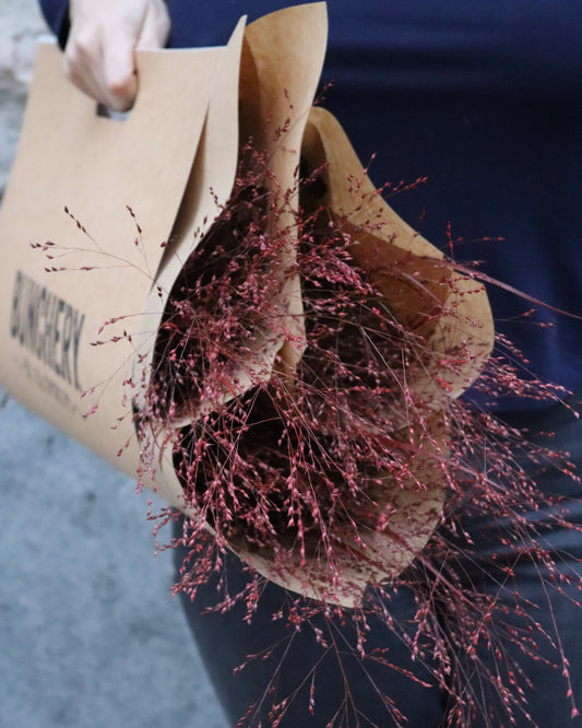 Warriorgräs - Panicum Warrior