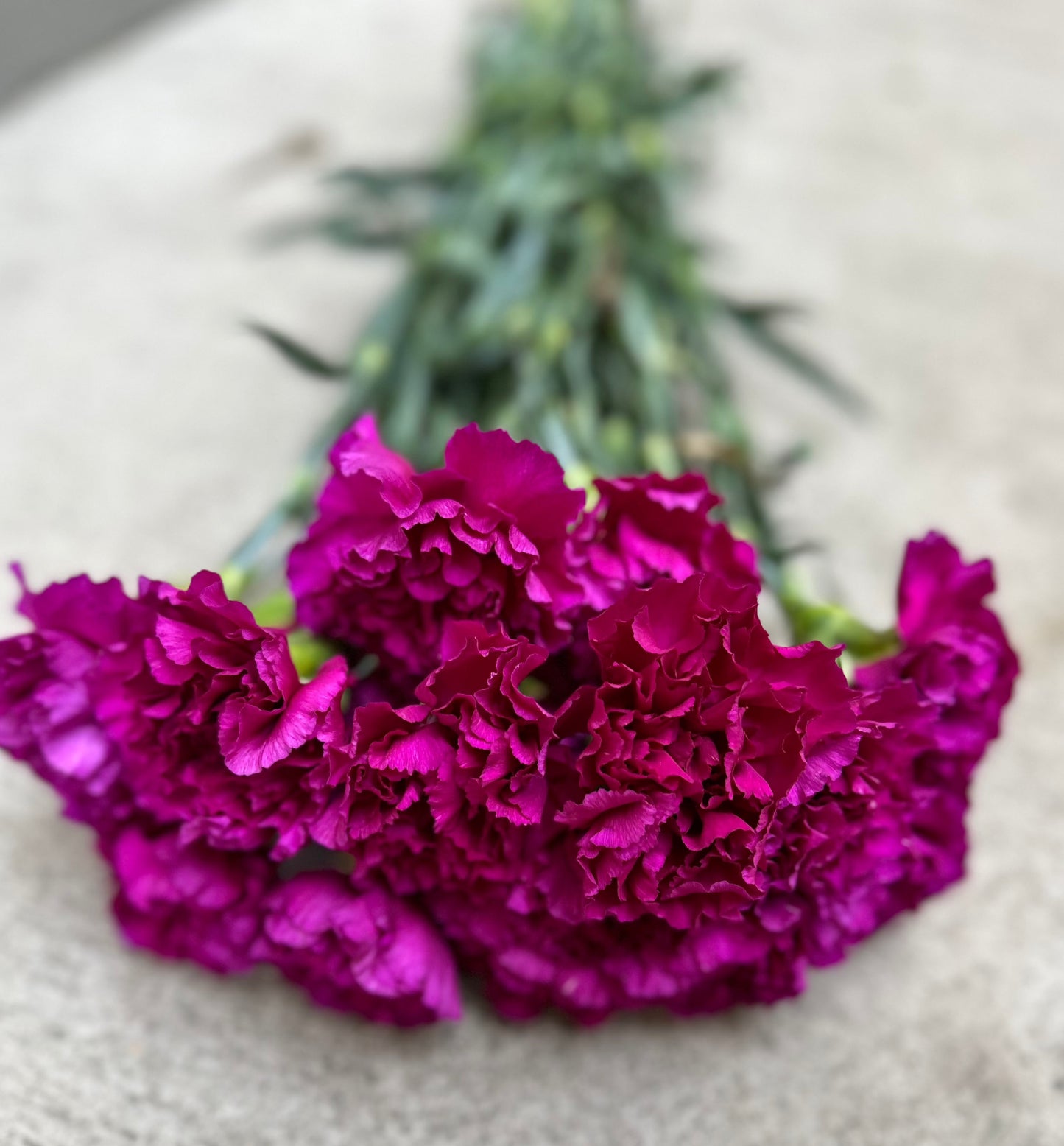 Nejlika/Dianthus Lila