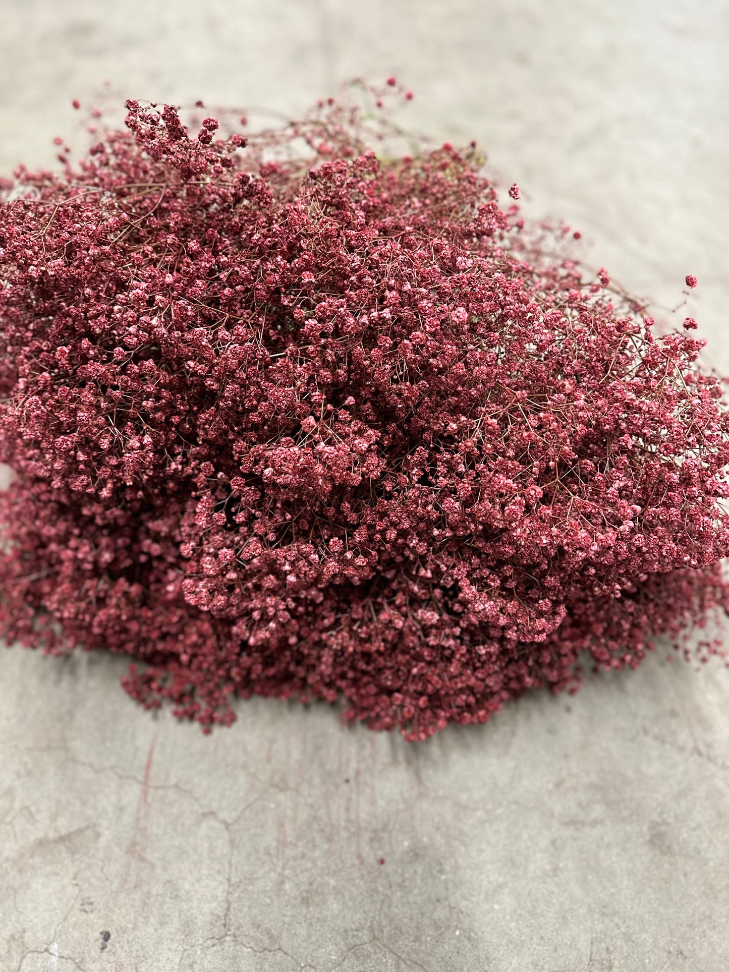 Brudslöja/Gypsophila Bourdeaux/röd