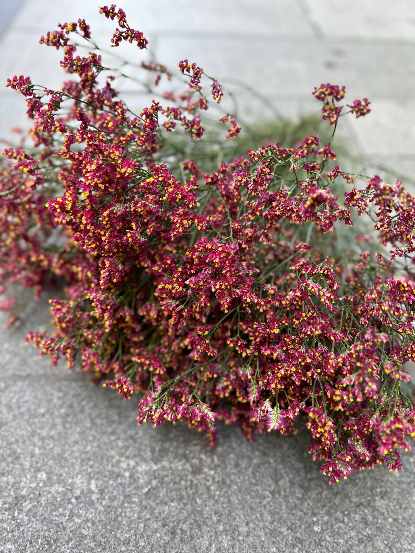 Limonium
