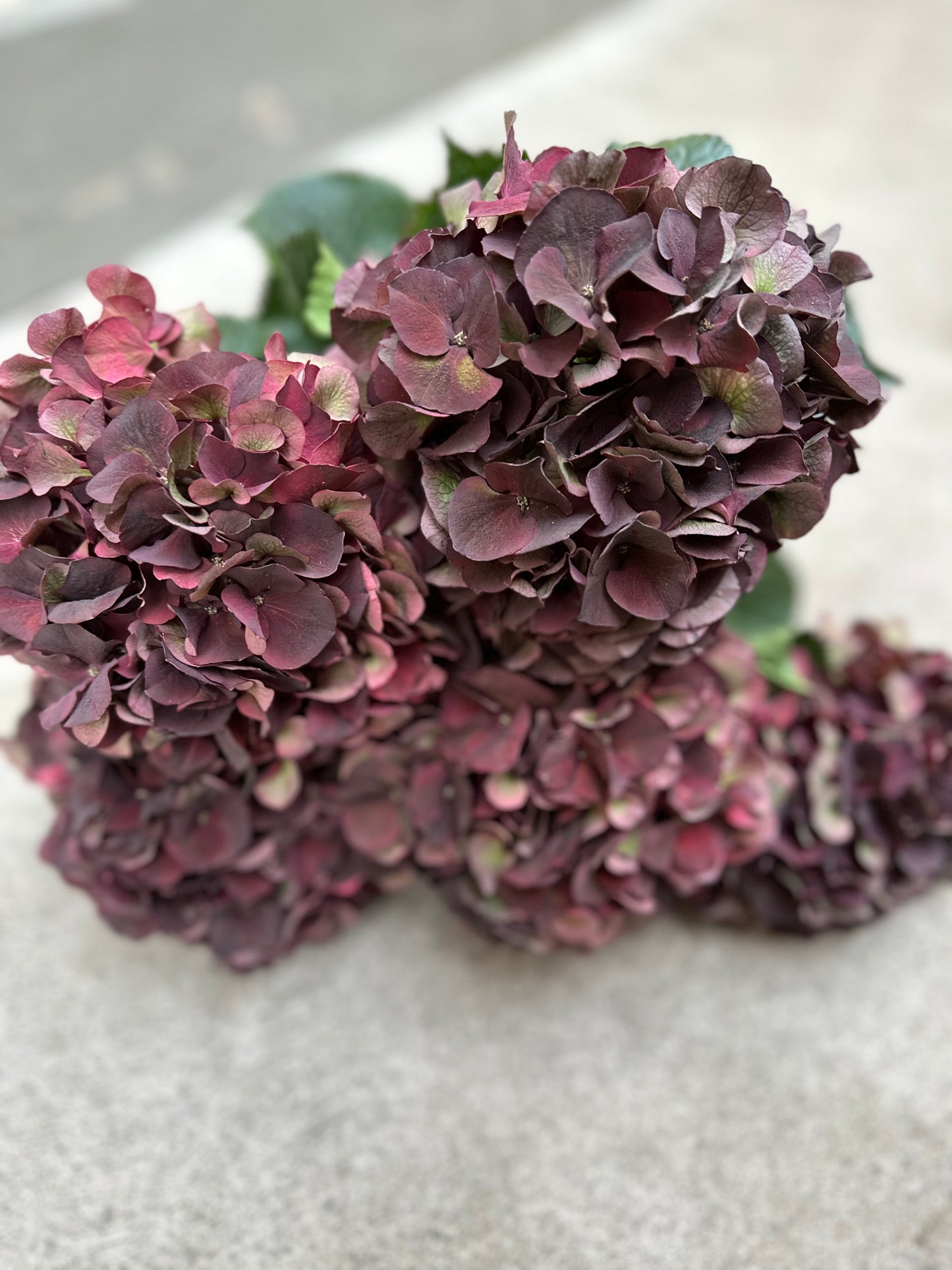 Hortensia vinröd