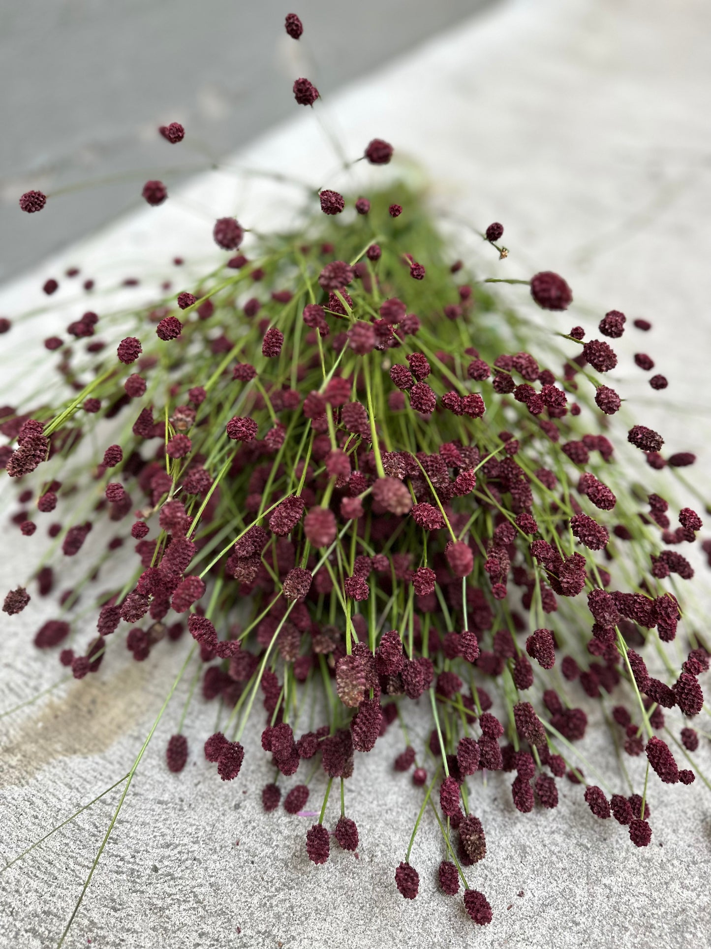 Blodtopp/Sanguisorba