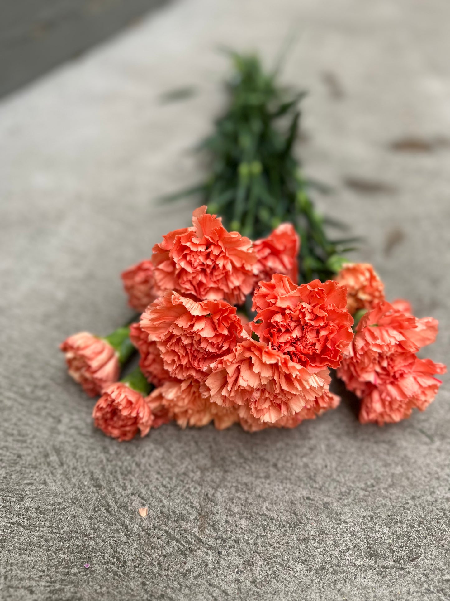 Nejlika/Dianthus Orange