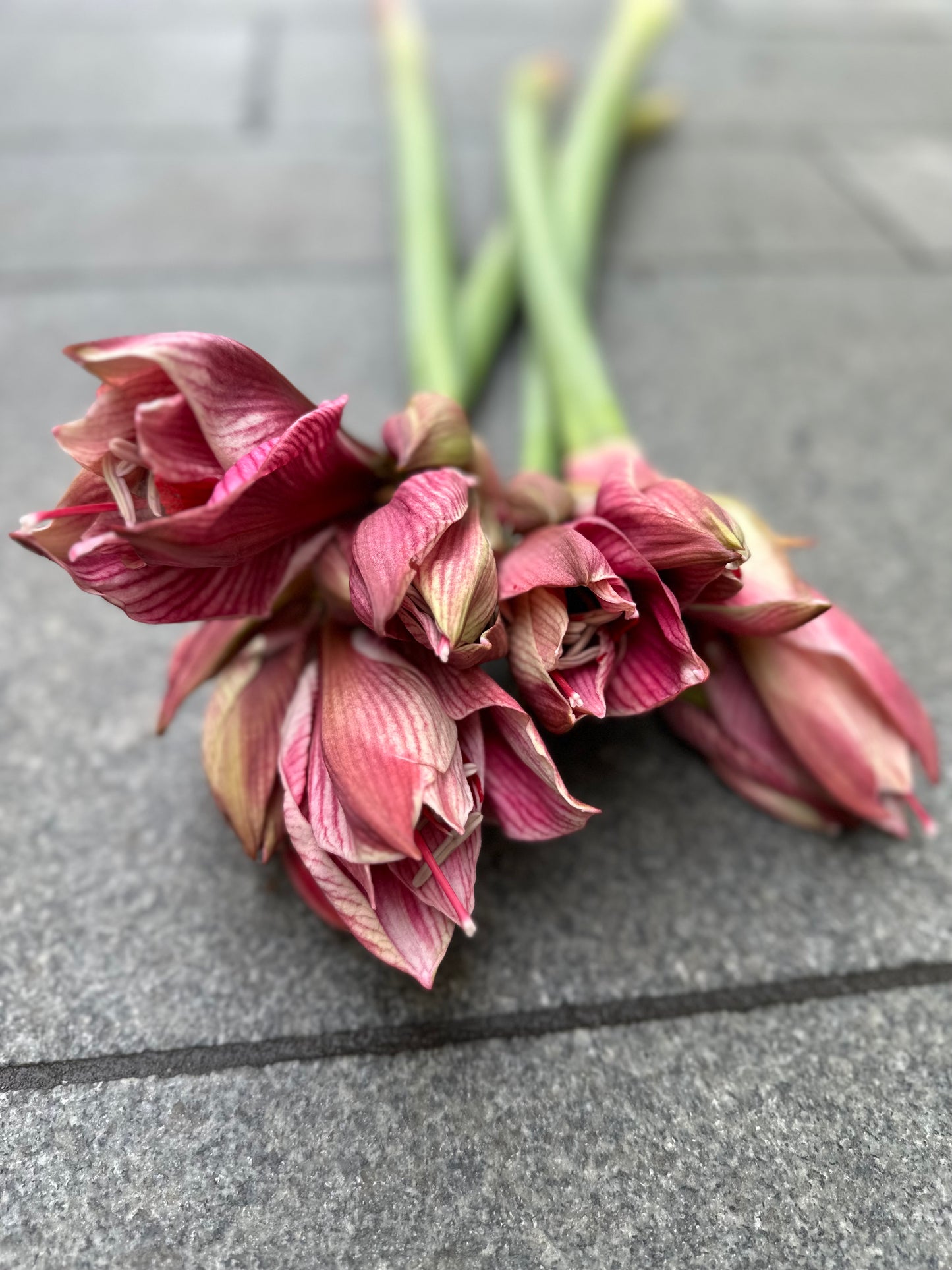 Amaryllis RosaRöd