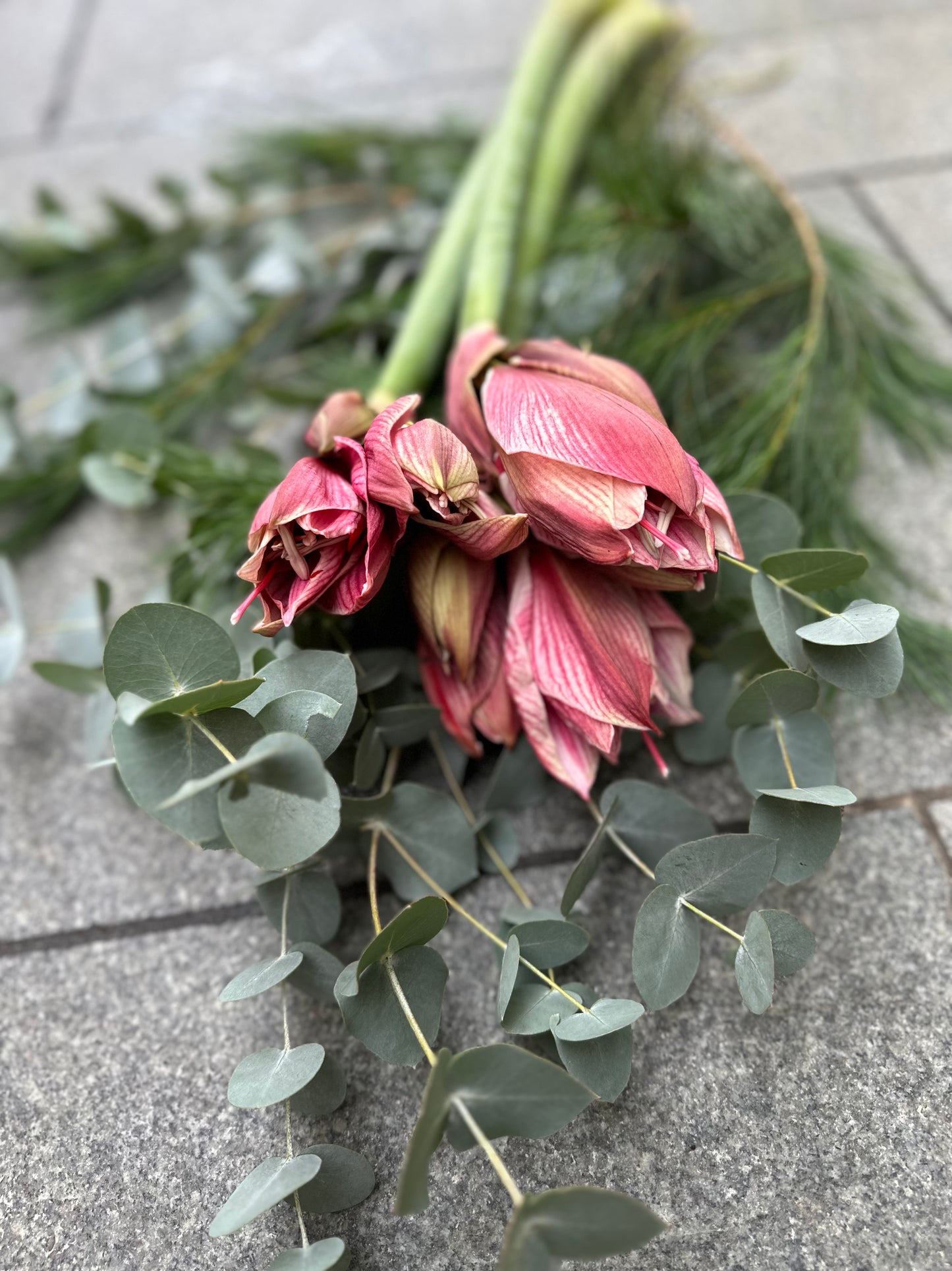Amaryllis Rosa/Röd & grönt