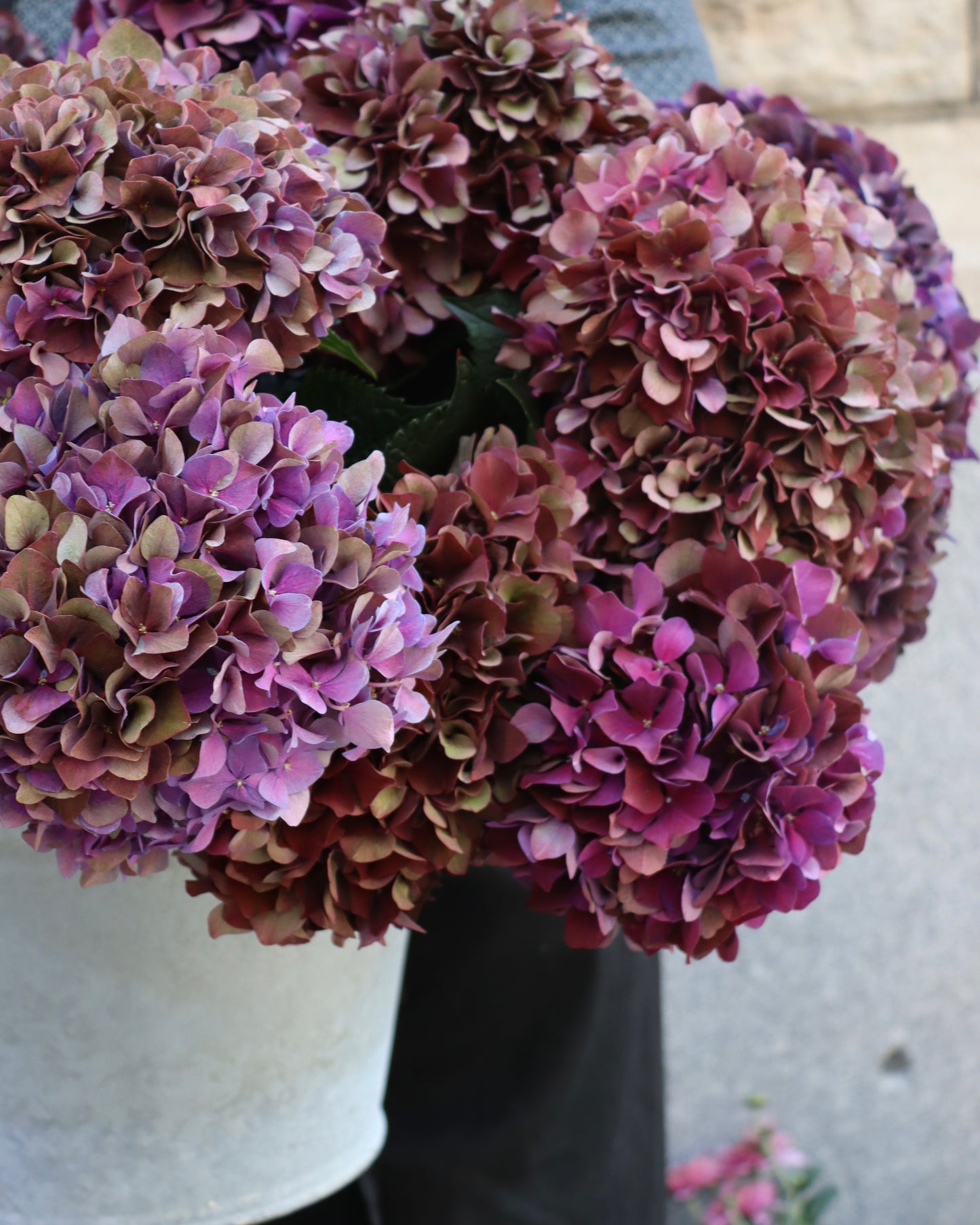 Hortensia - Hydrangea
