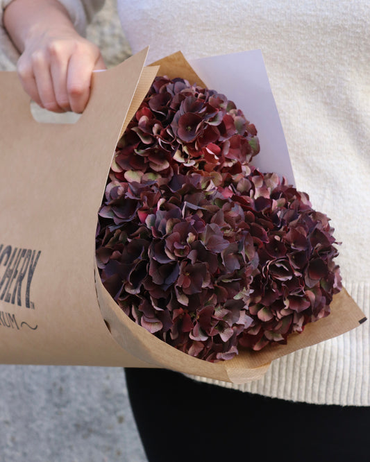 Hortensia - Hydrangea