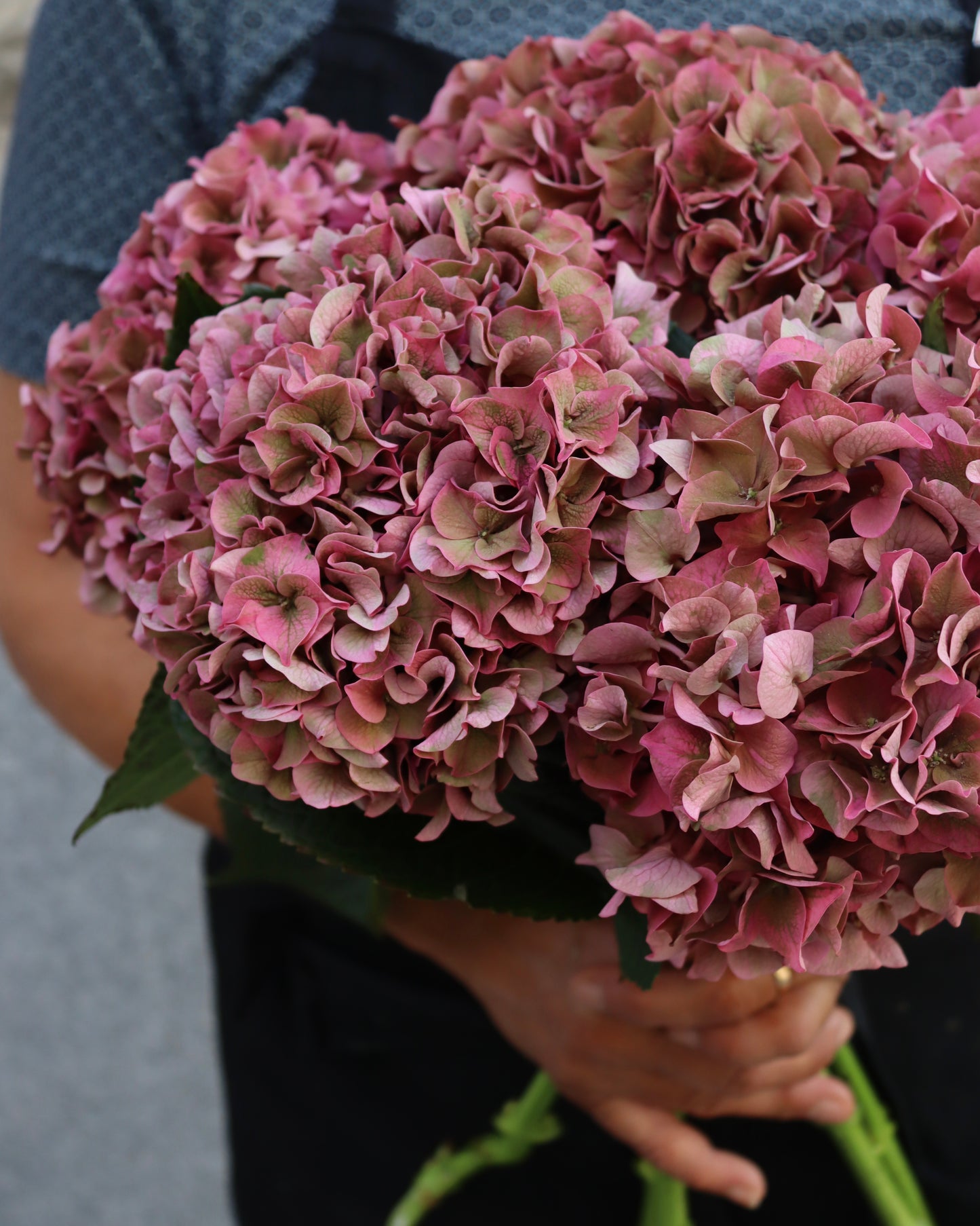 Hortensia - Hydrangea