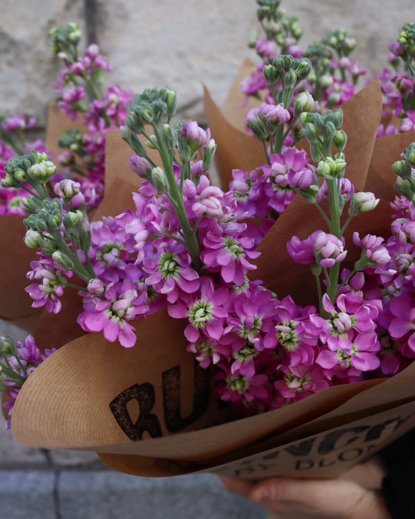 Lövkoja - Matthiola
