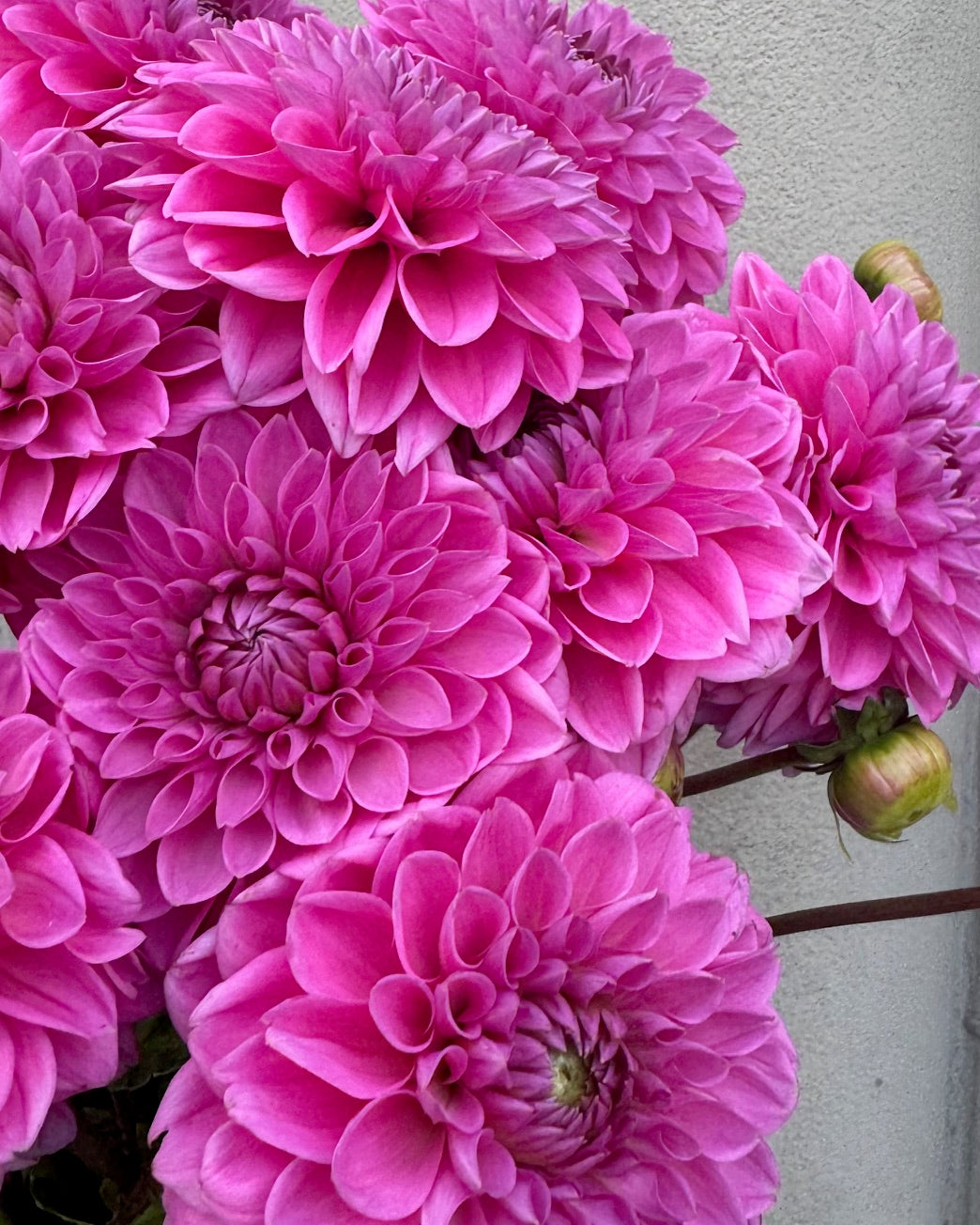 Dahlia