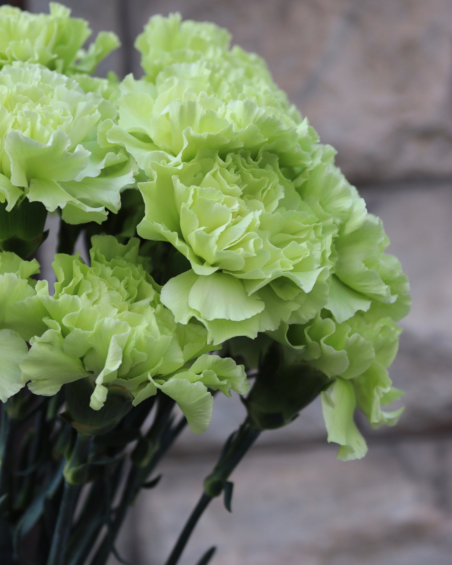 Nejlika - Dianthus
