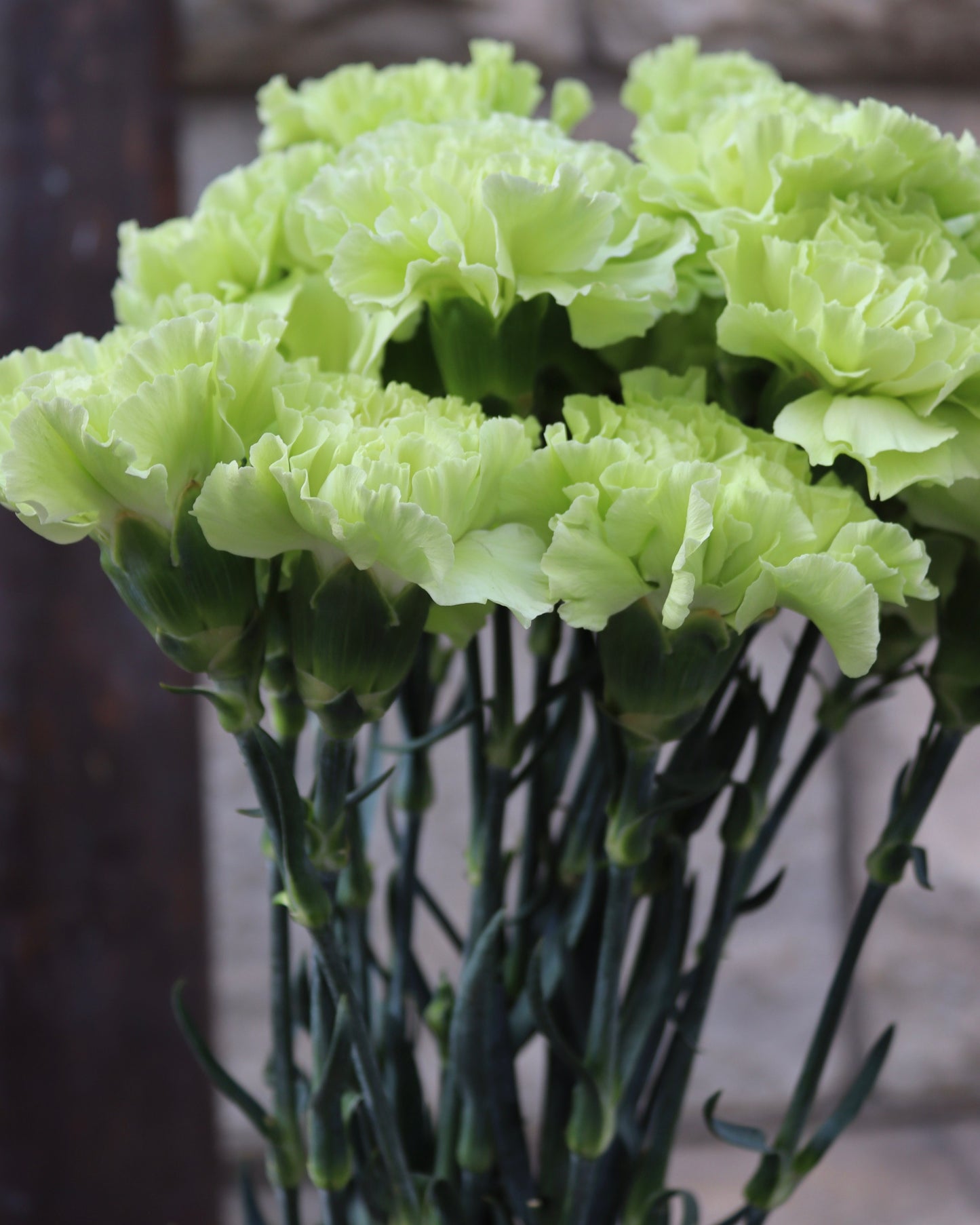 Nejlika - Dianthus