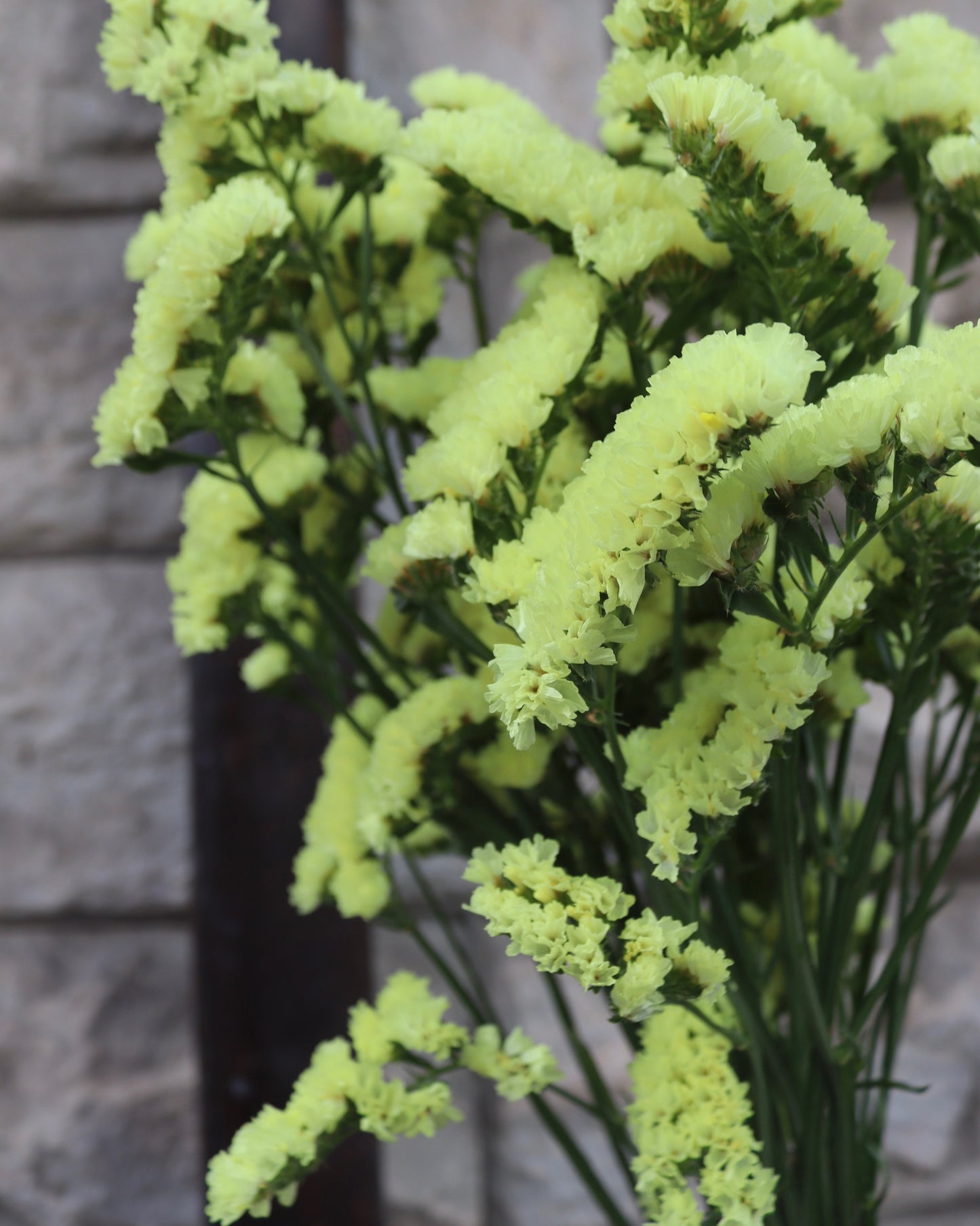 Limonium
