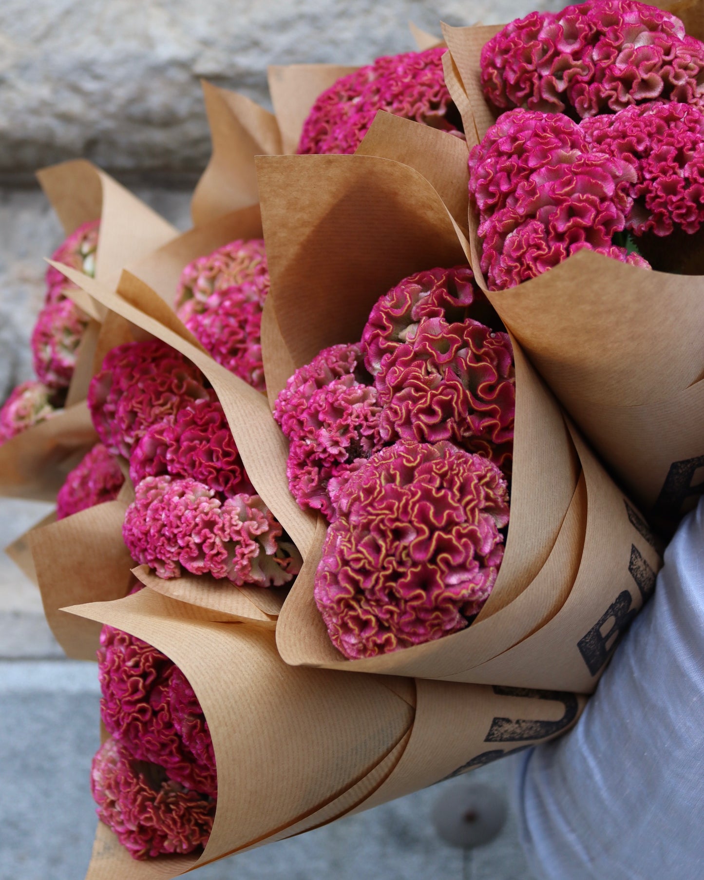 Celosia
