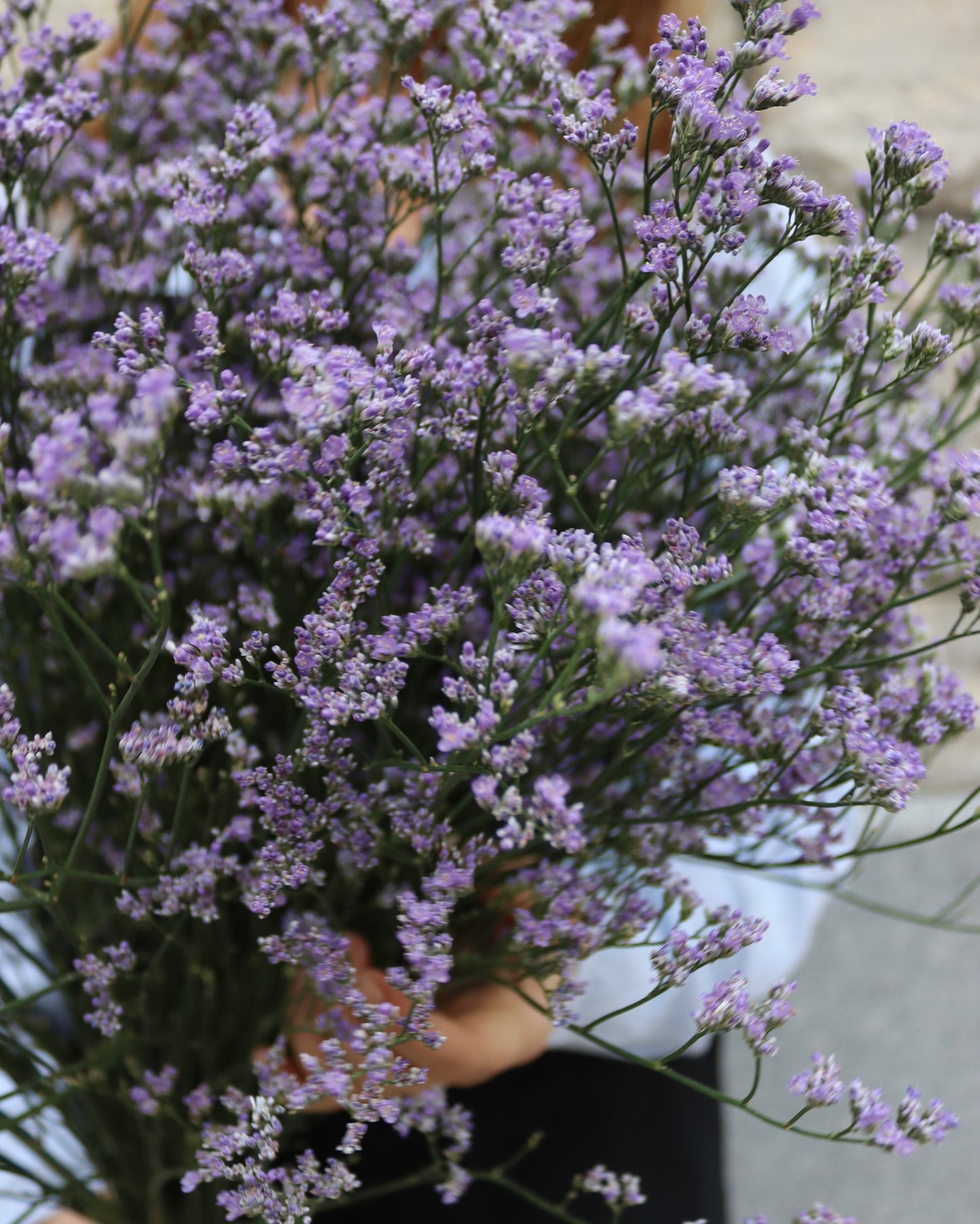 Limonium