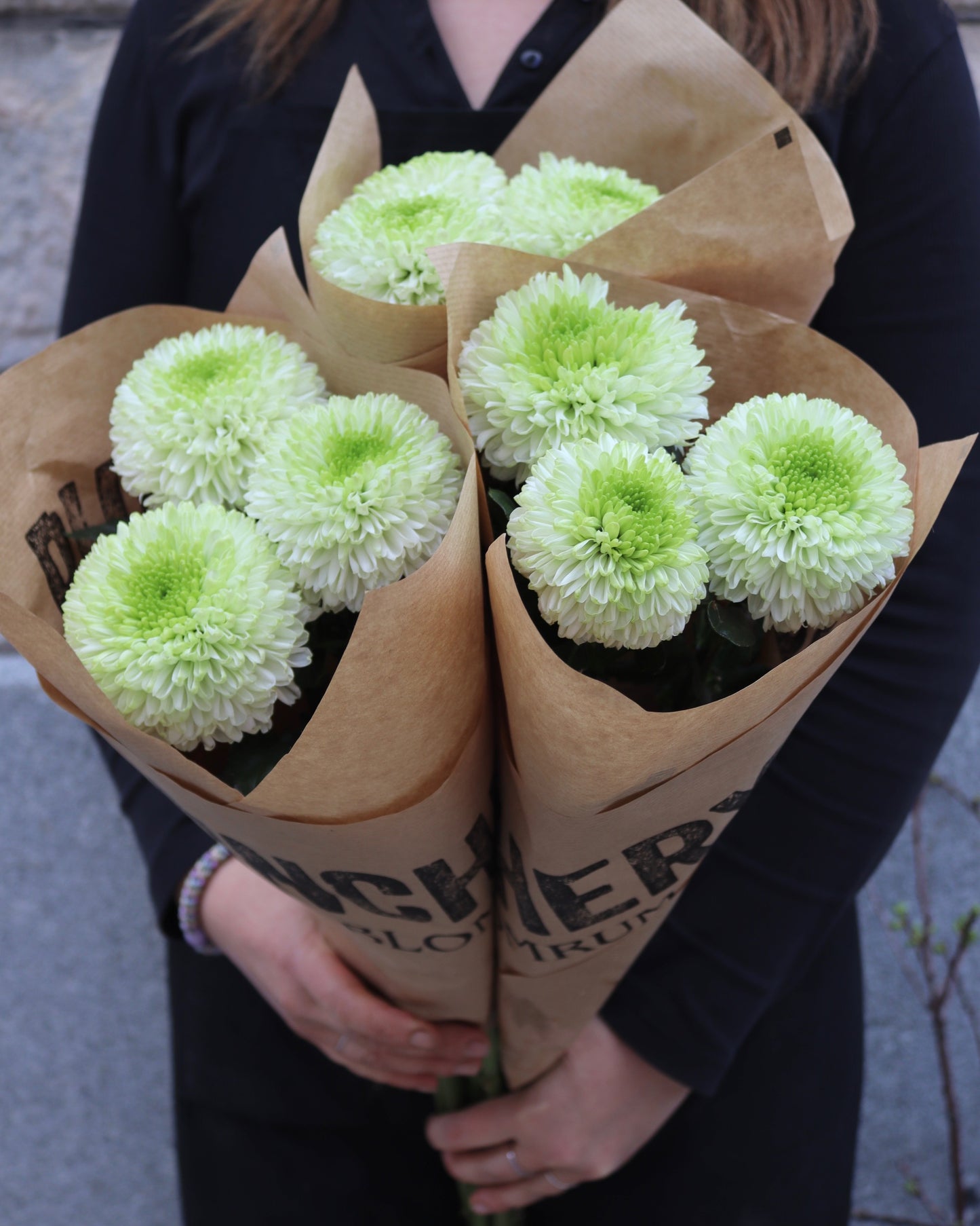 Bollkrysantemum