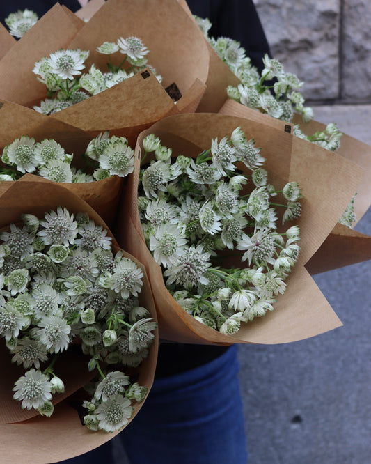 Stjärnflocka - Astrantia