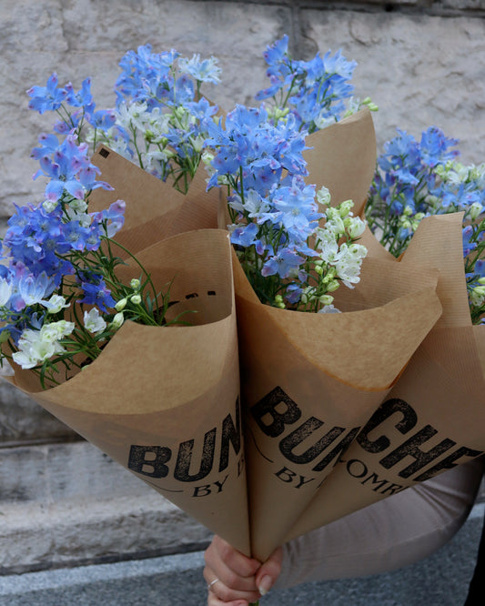 Riddarsporre - Delphinium