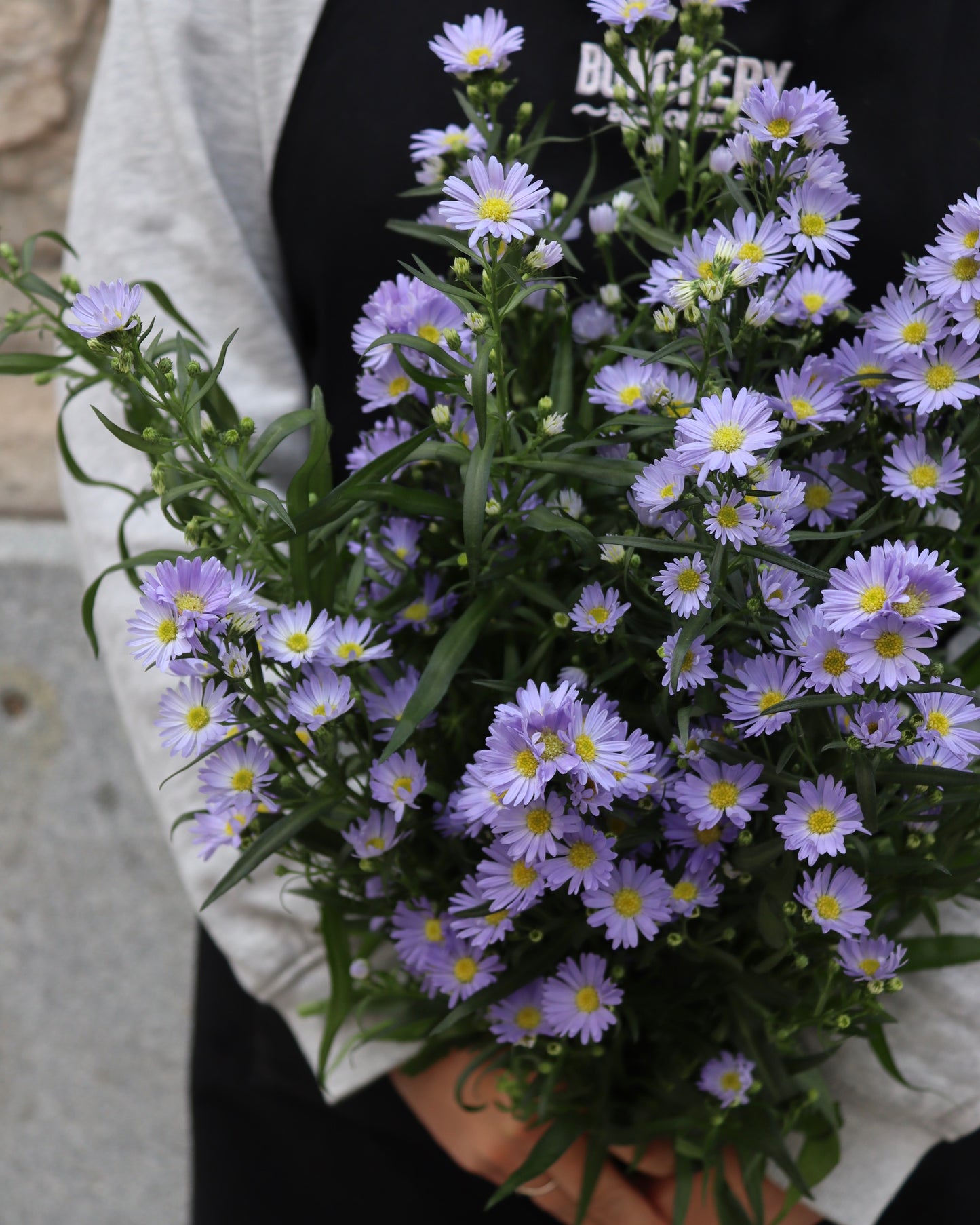Aster