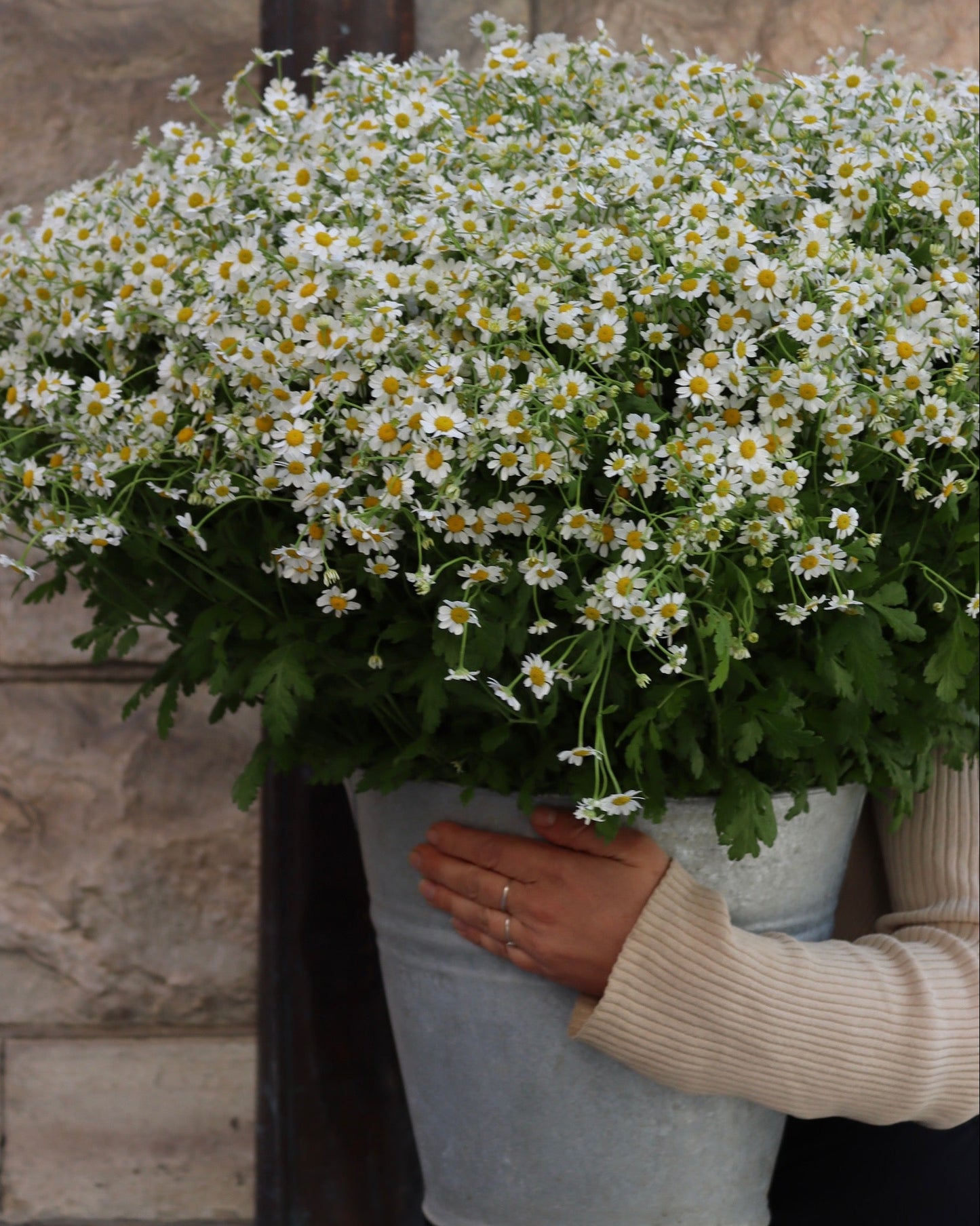 Tanacetum - Kamomille