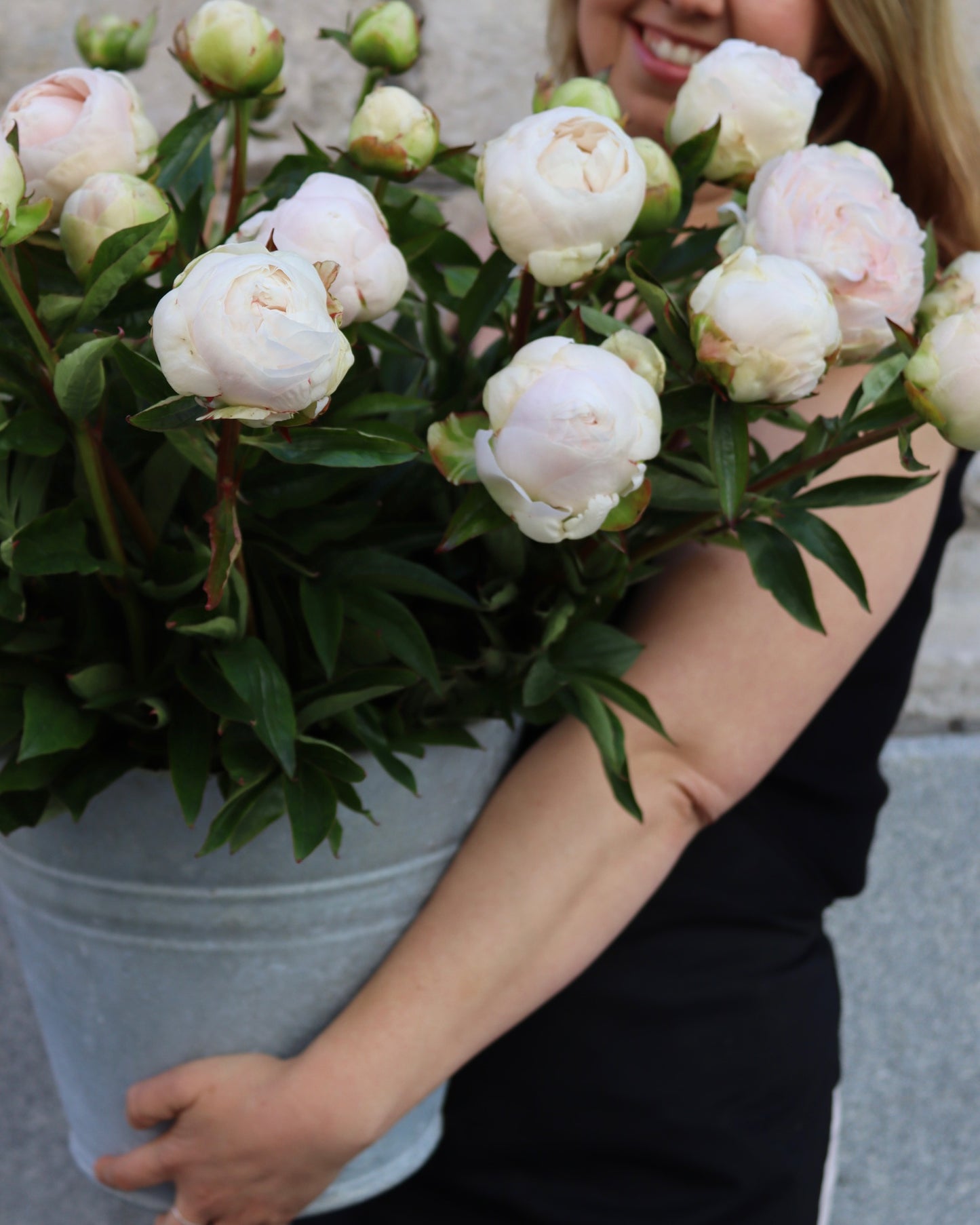 Pion - Paeonia