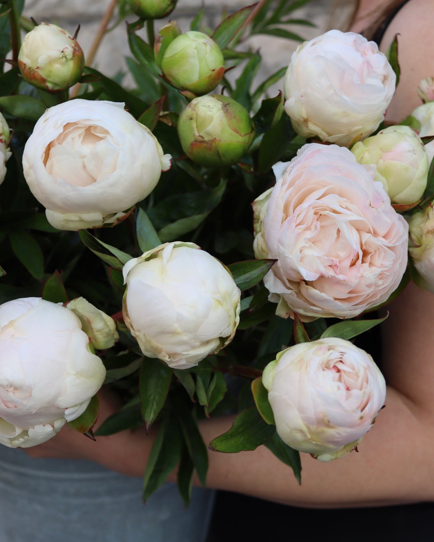 Pion - Paeonia